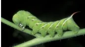Tomato horn worm.