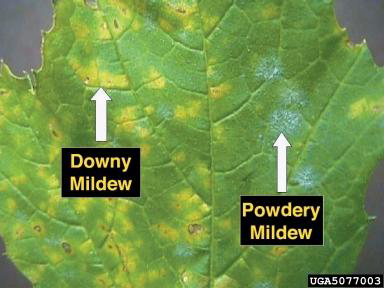 Organic control One way to control downy mildew is to eliminate moisture and humidity around the impacted plants. Watering from below, such as with a drip system, and improve air circulation through selective pruning with clean tools. Fungal spores can be carried by insects, wind, rain or garden tools. Use a general purpose Fungicide. DO NOT ADD TO COMPOST PILE.