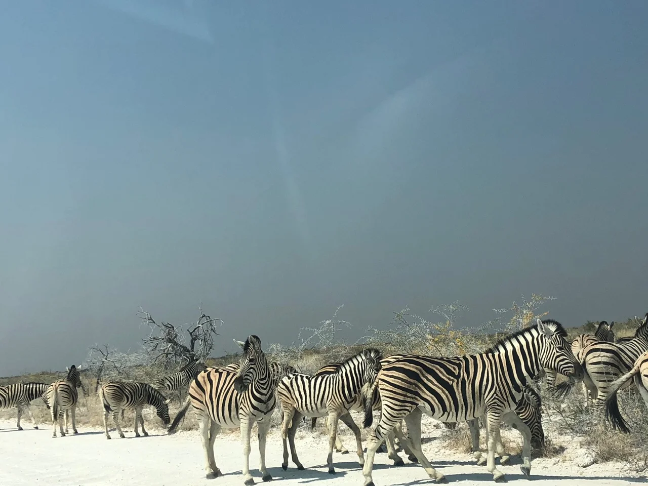 ZEBRAS ZUM GREIFEN NAH
