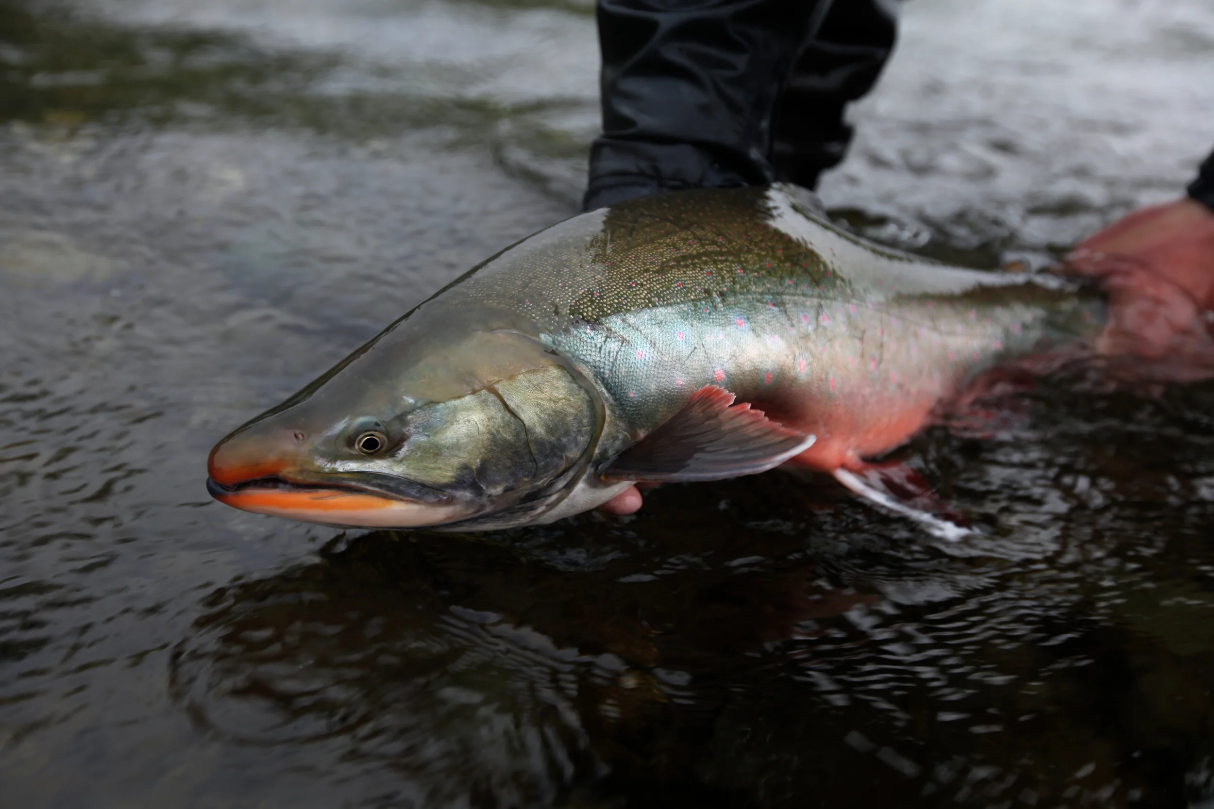 Dolly Varden
