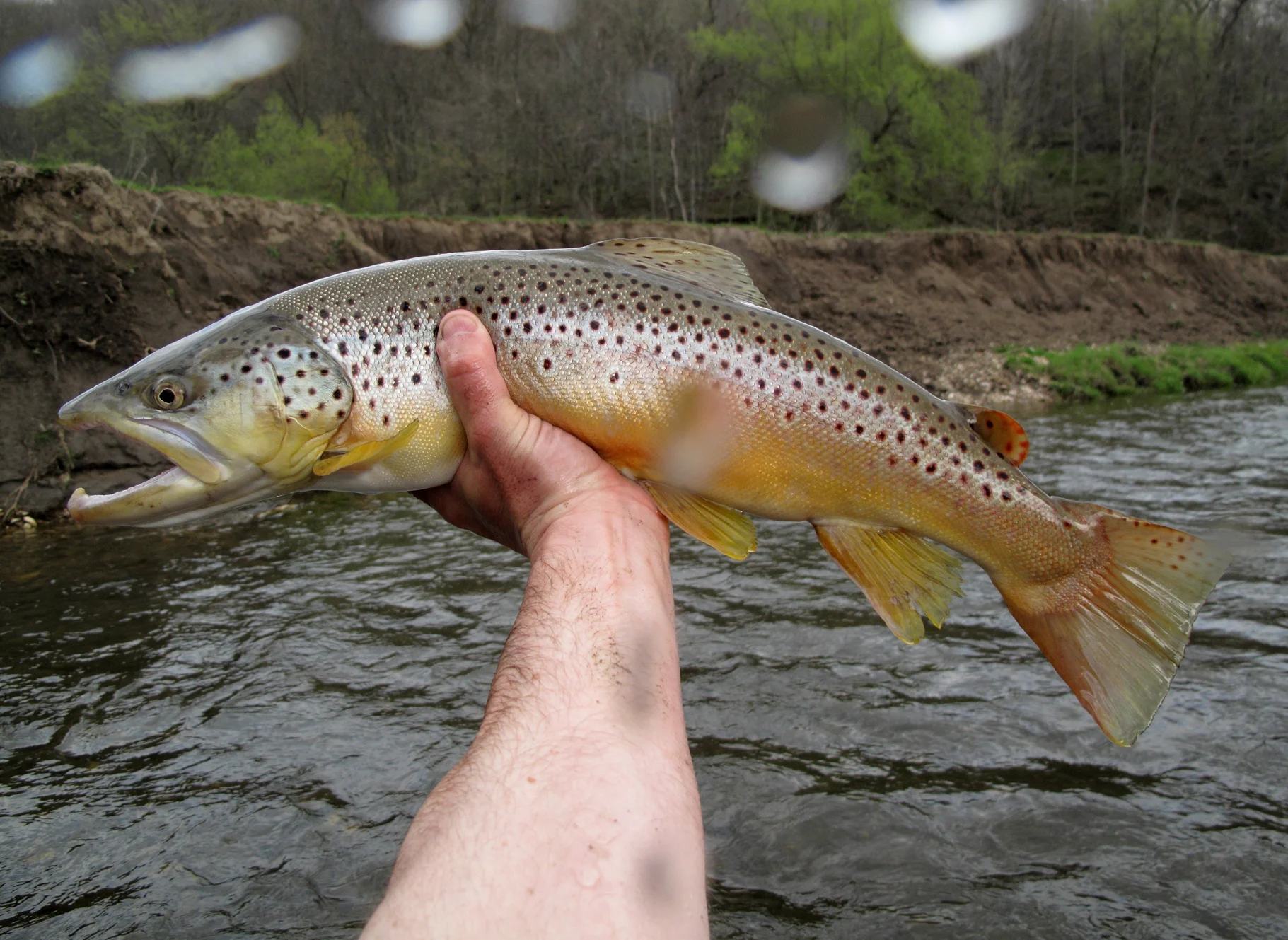 Iowa Brown Trout