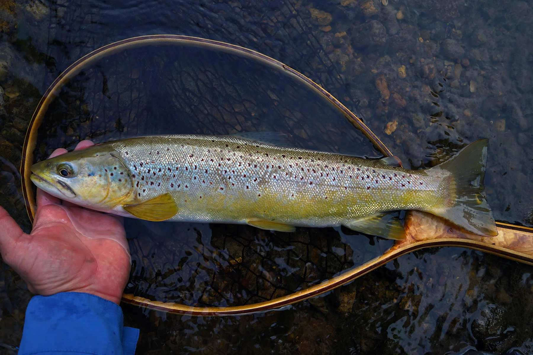 Brown Trout