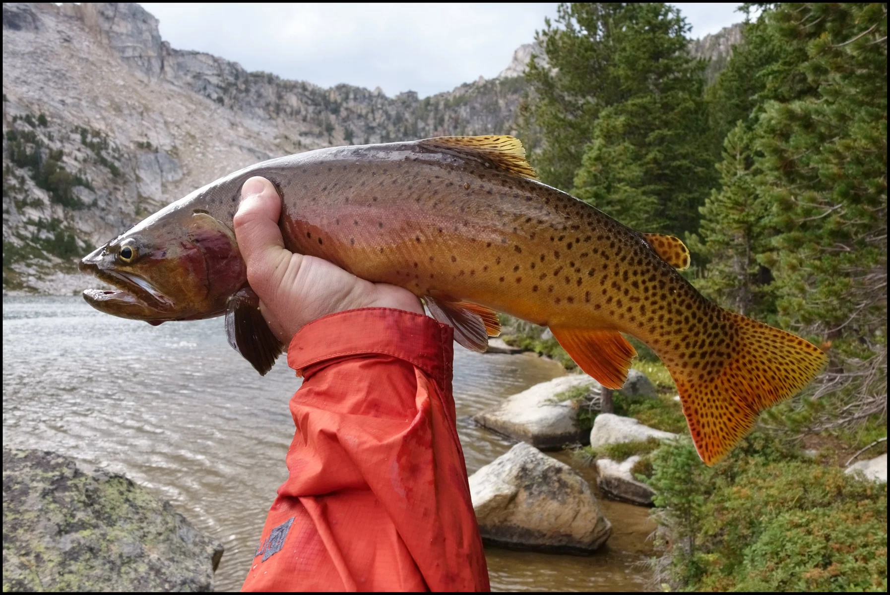 Cutthroat Trout