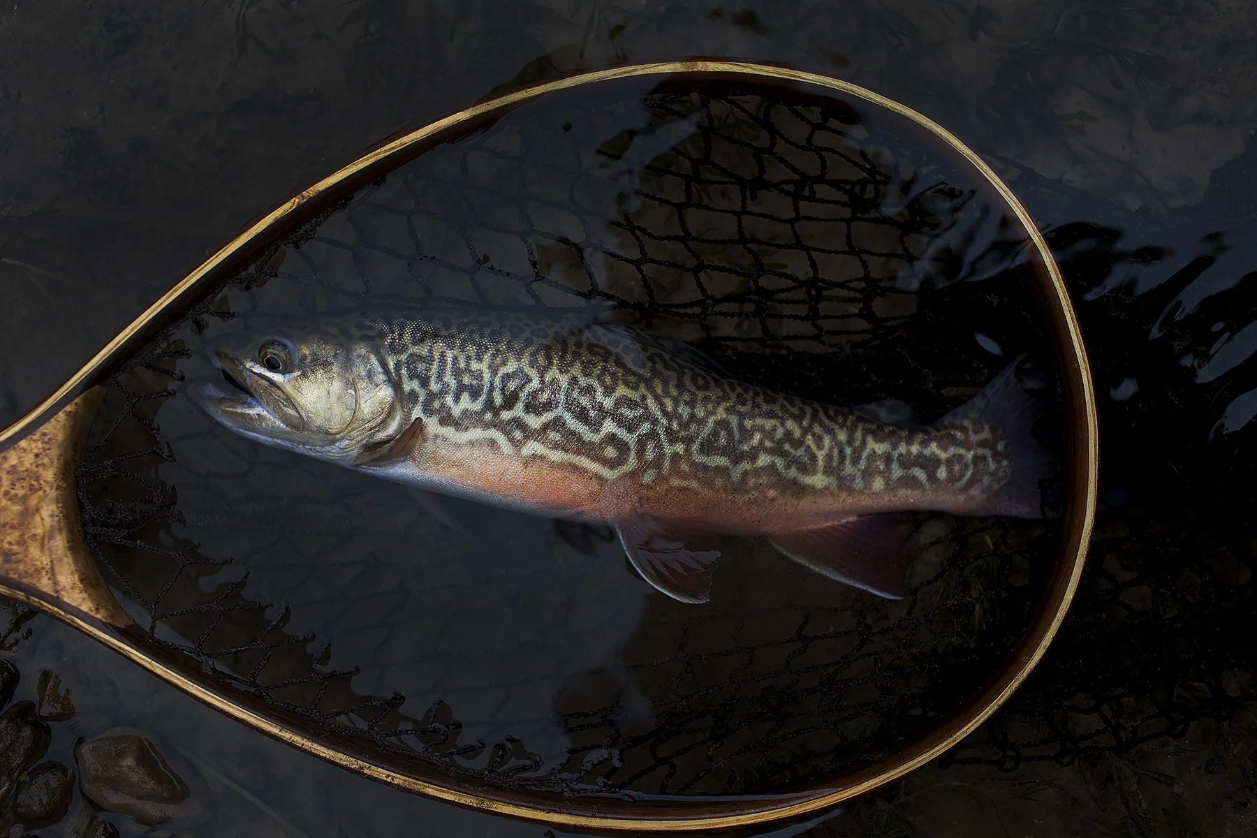 Tiger Trout