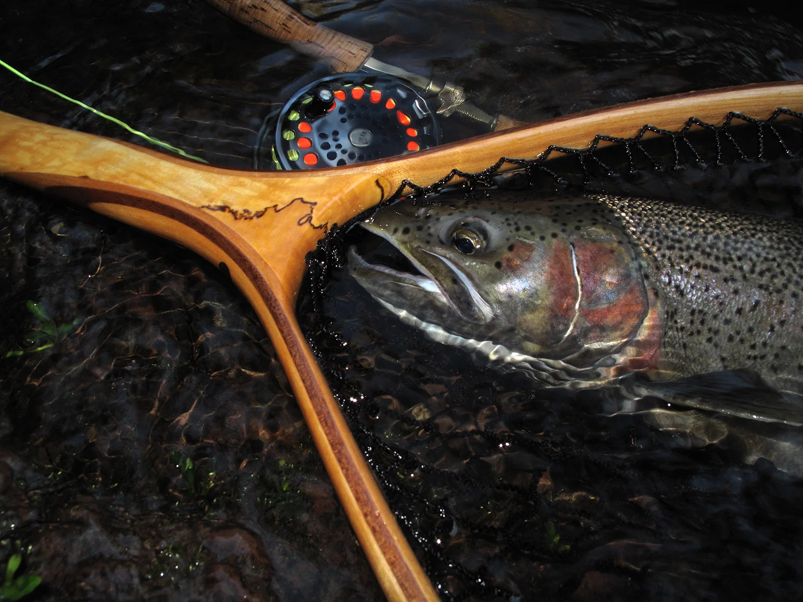 Steelhead