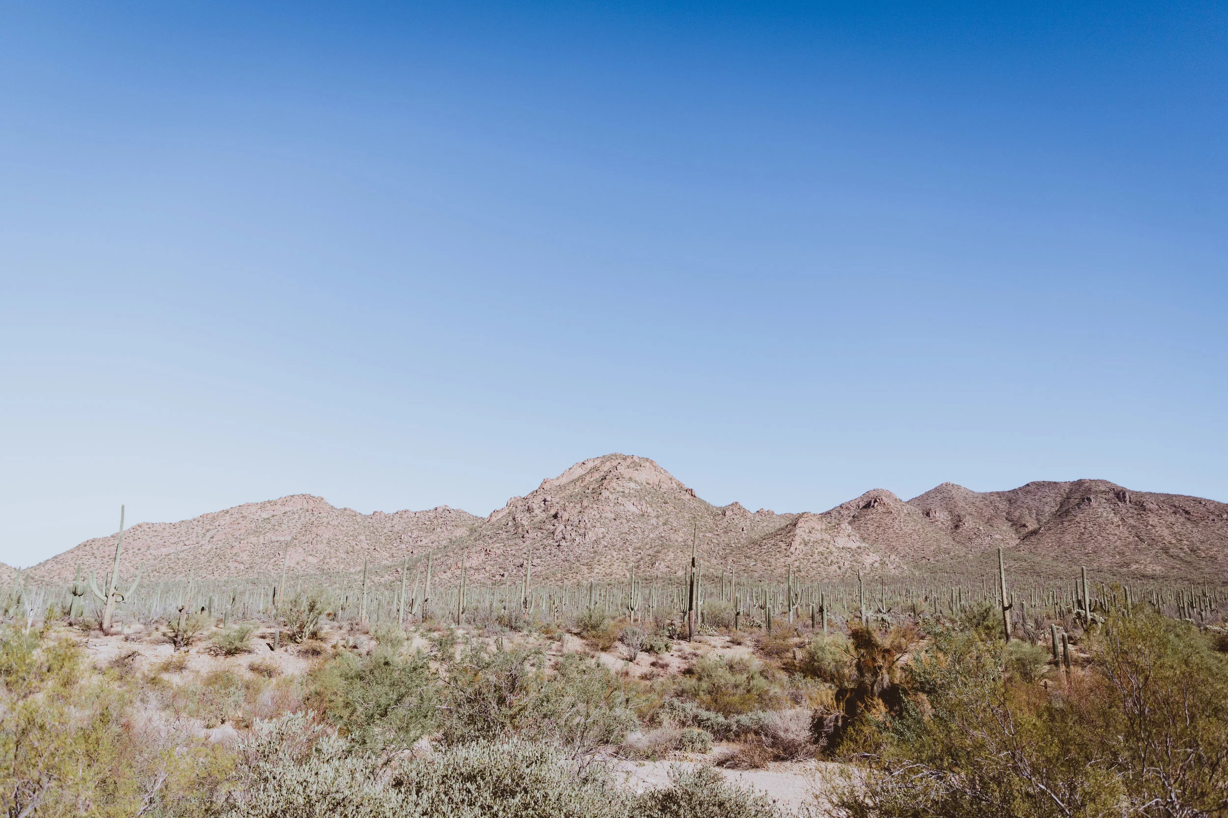Saguaro Edits (11 of 160).jpg