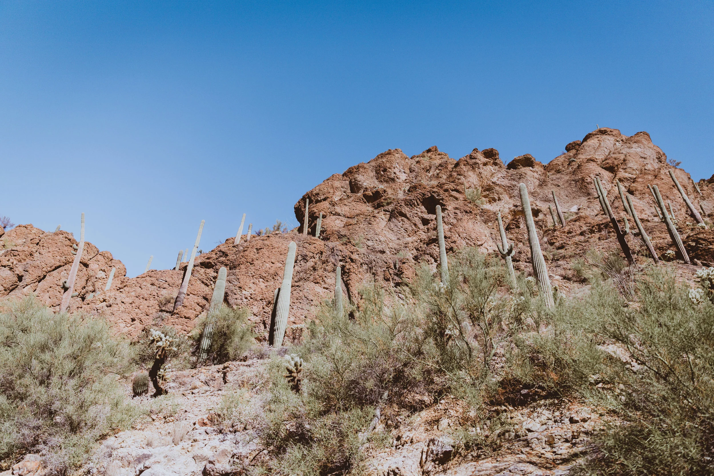 Saguaro Edits (20 of 160).jpg