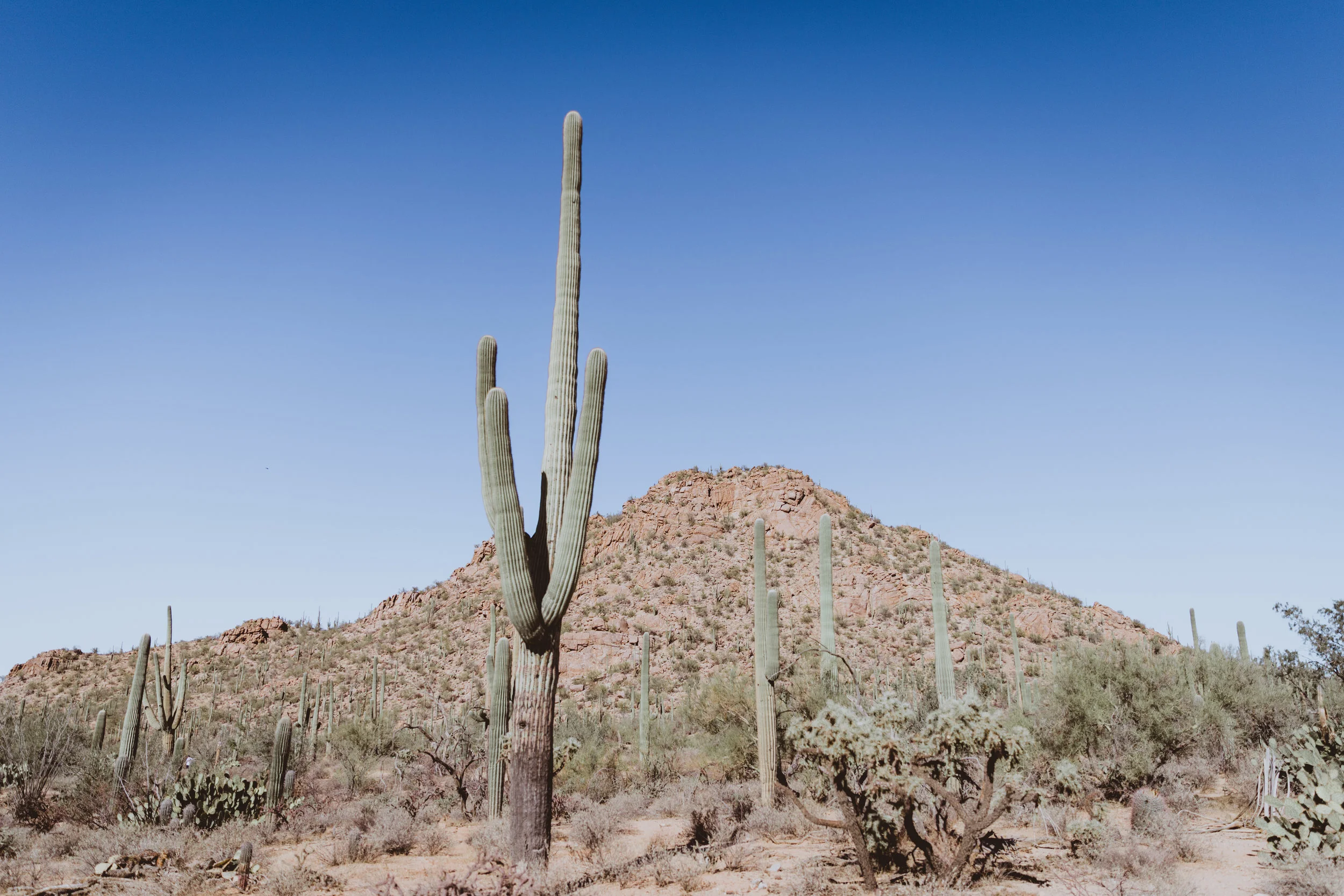 Saguaro Edits (45 of 160).jpg