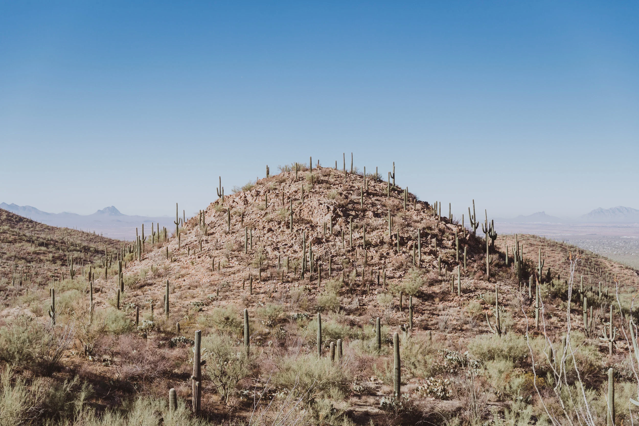 Saguaro Edits (78 of 160).jpg