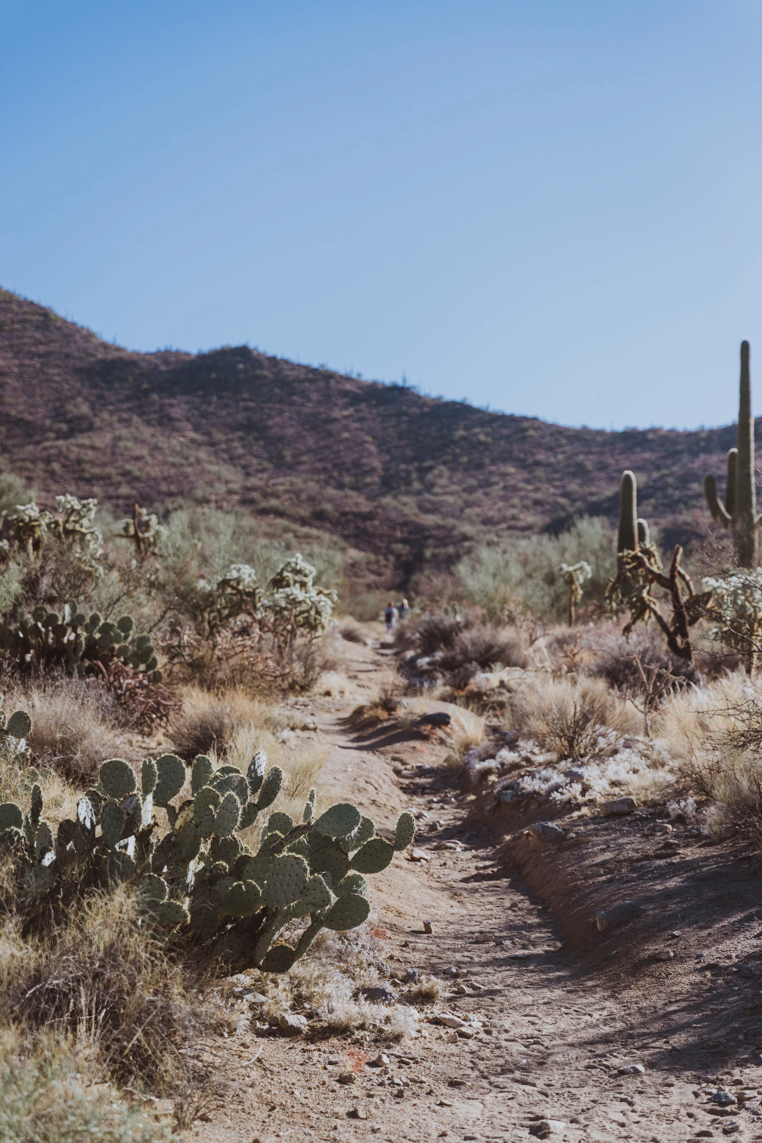 Saguaro Edits (73 of 160).jpg