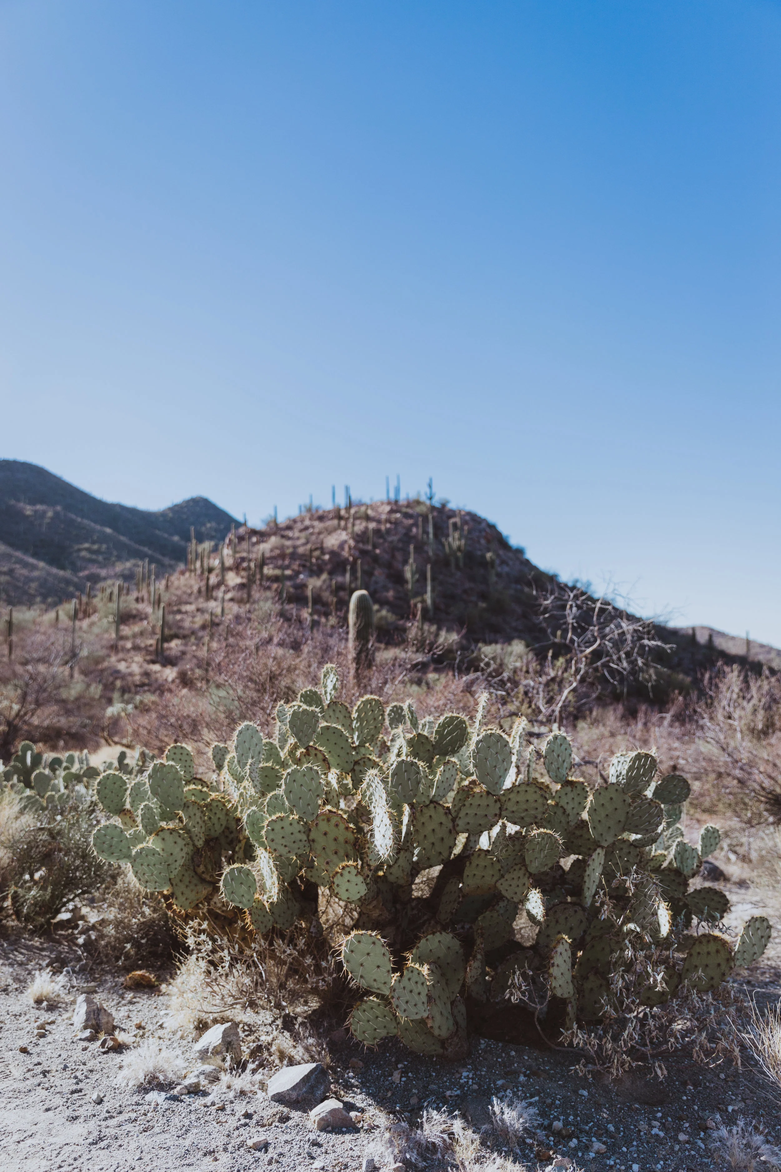 Saguaro Edits (77 of 160).jpg