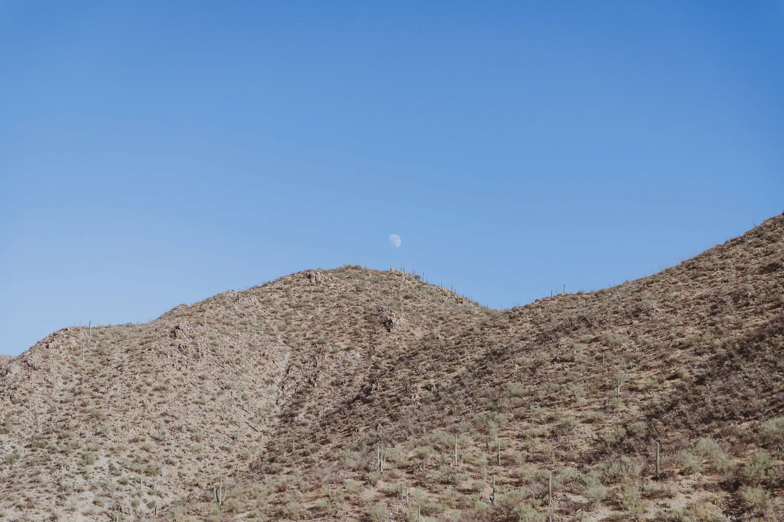 Saguaro Edits (83 of 160).jpg