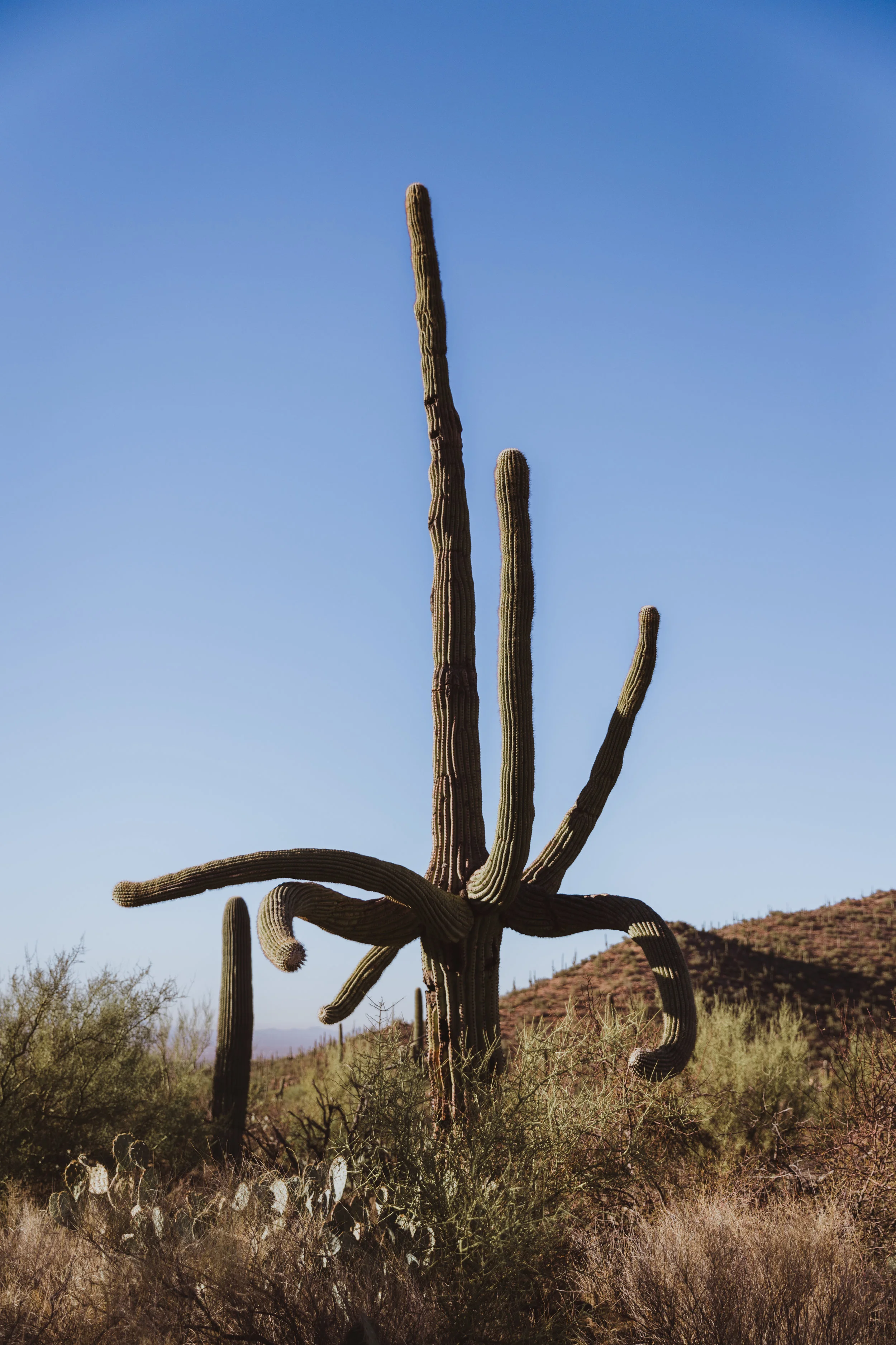Saguaro Edits (143 of 160).jpg