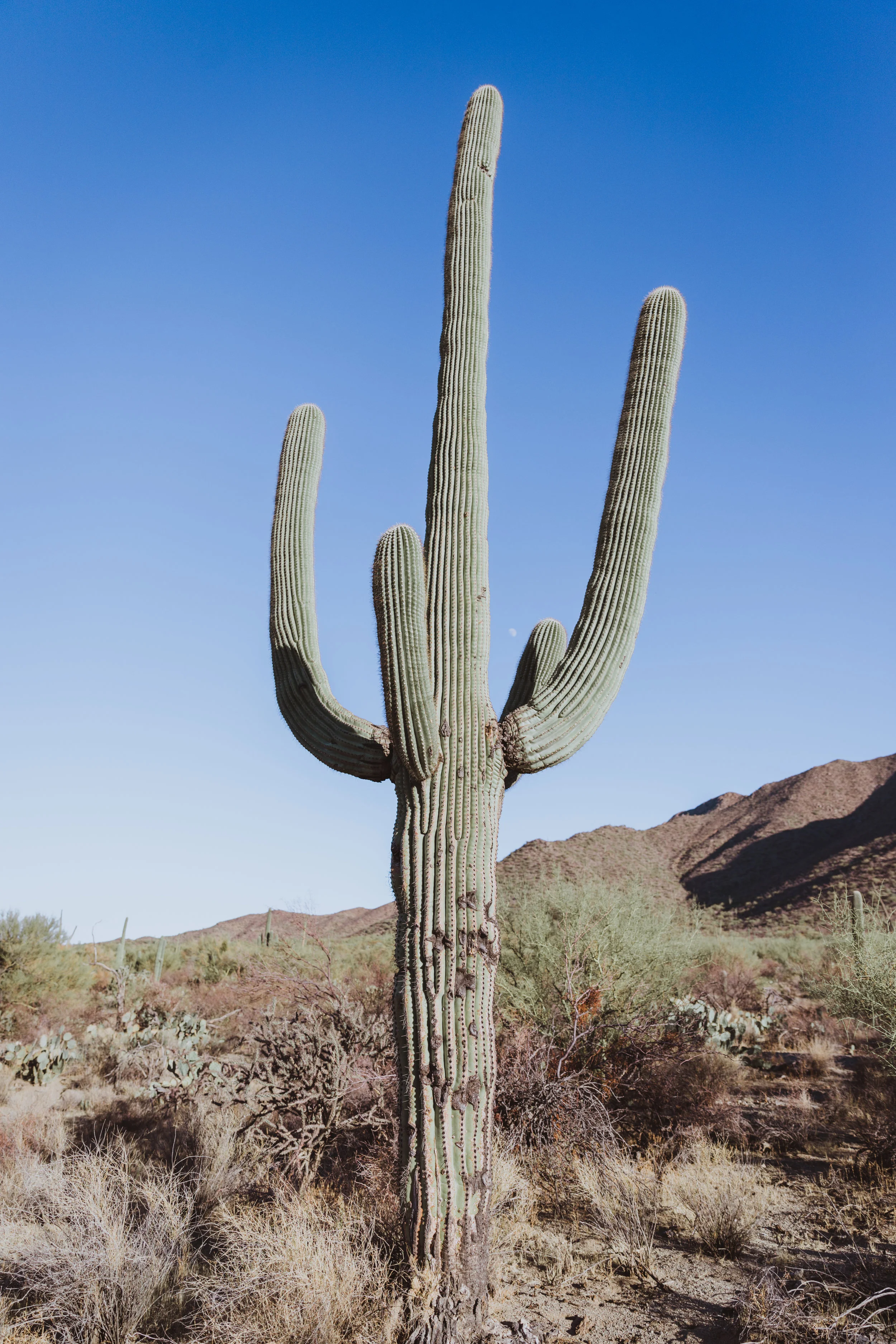 Saguaro Edits (141 of 160).jpg