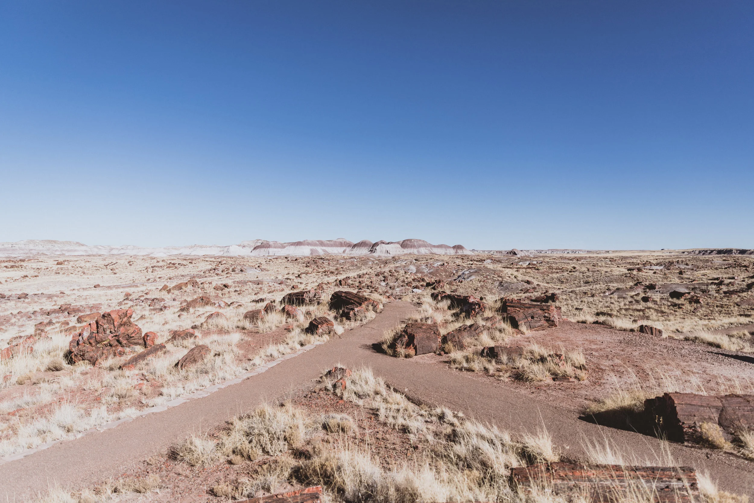 Petrified Forest (41 of 149).jpg