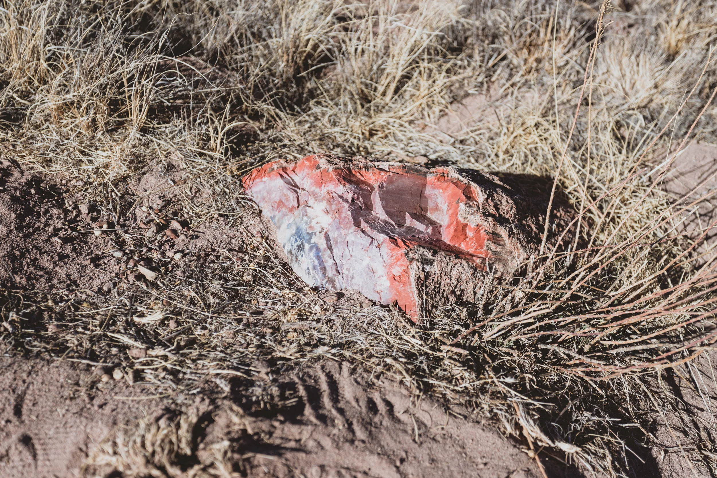 Petrified Forest (53 of 149).jpg