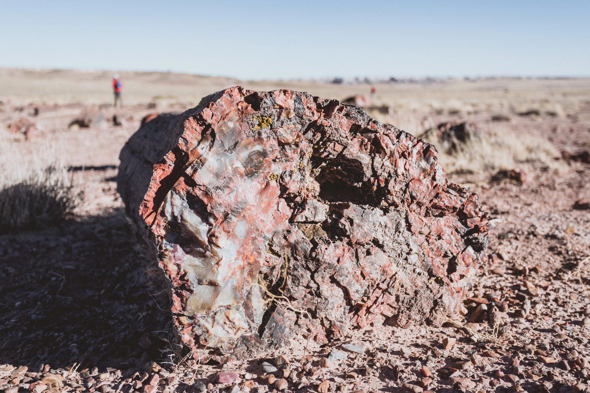 Petrified Forest (61 of 149).jpg