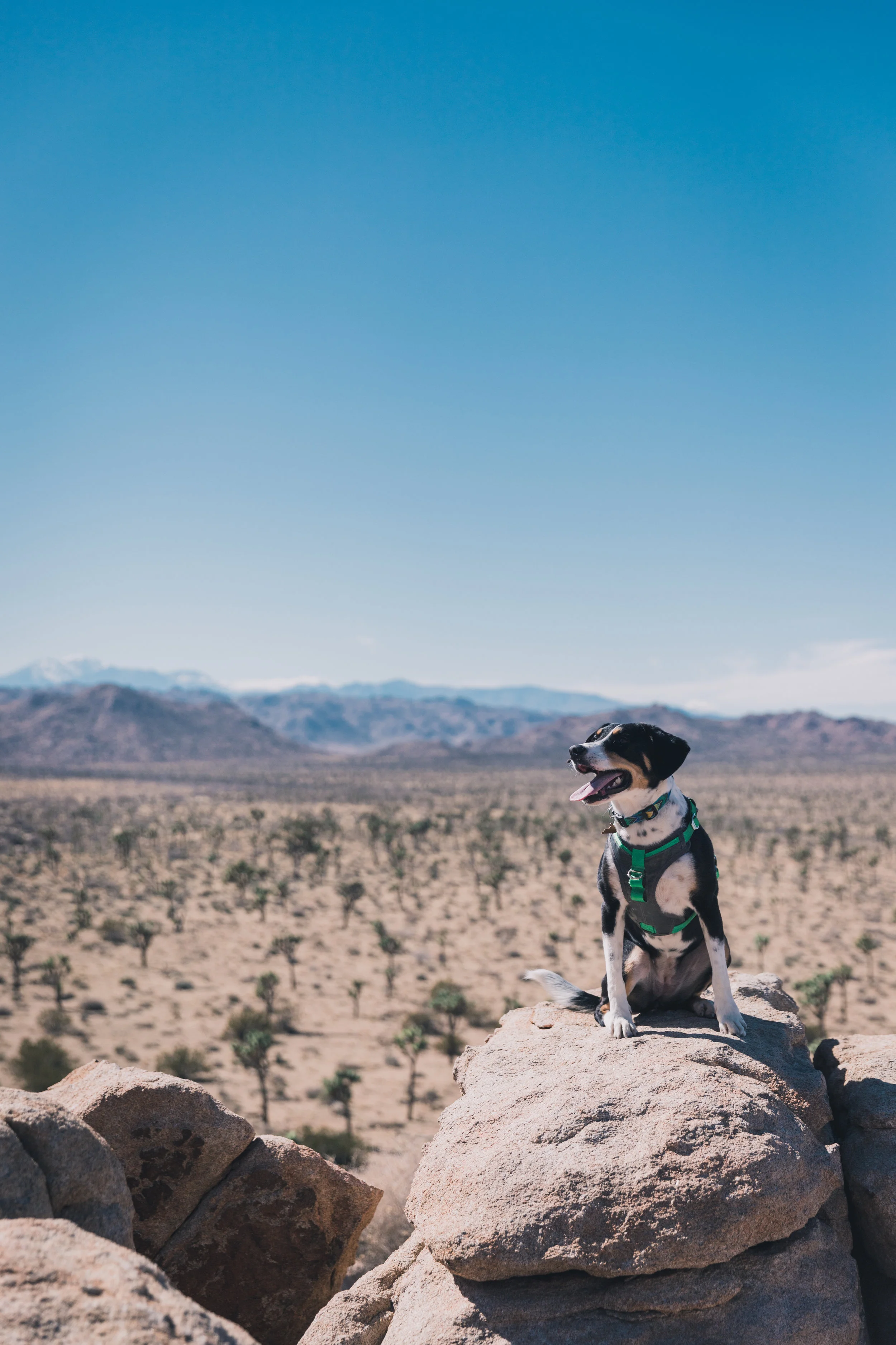 Joshua Tree Edits (49 of 156).jpg