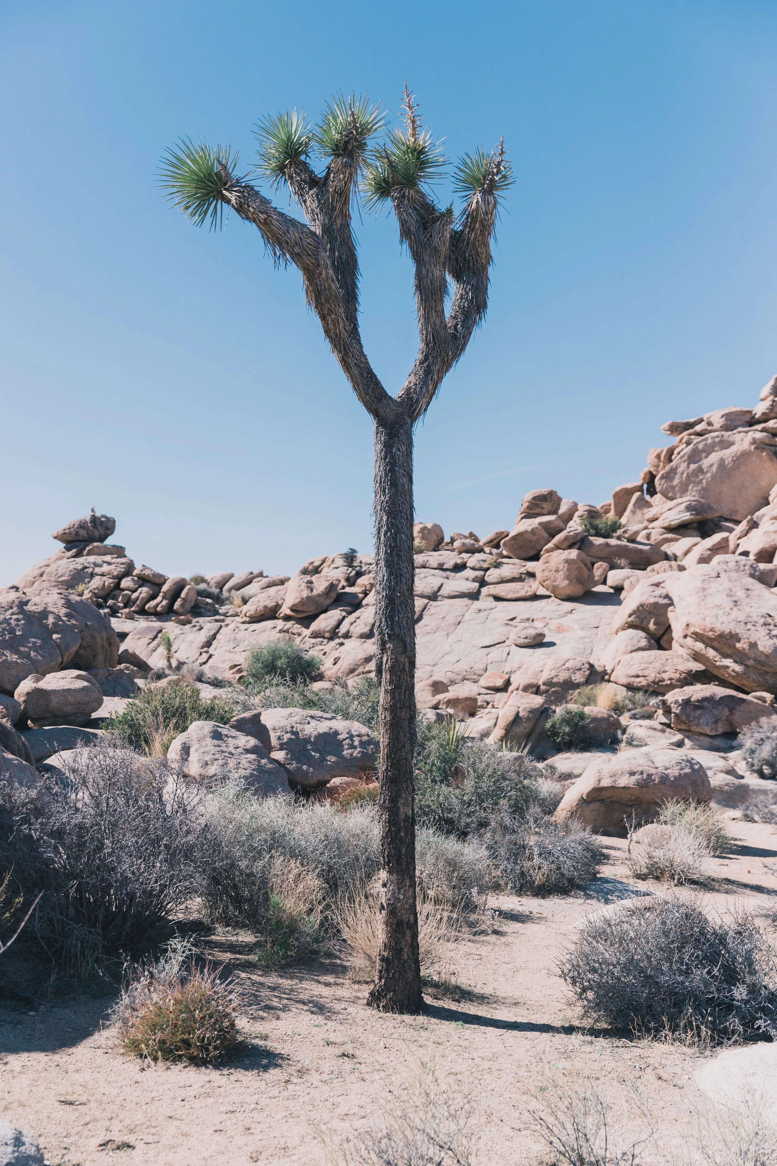 Joshua Tree Edits (50 of 156).jpg