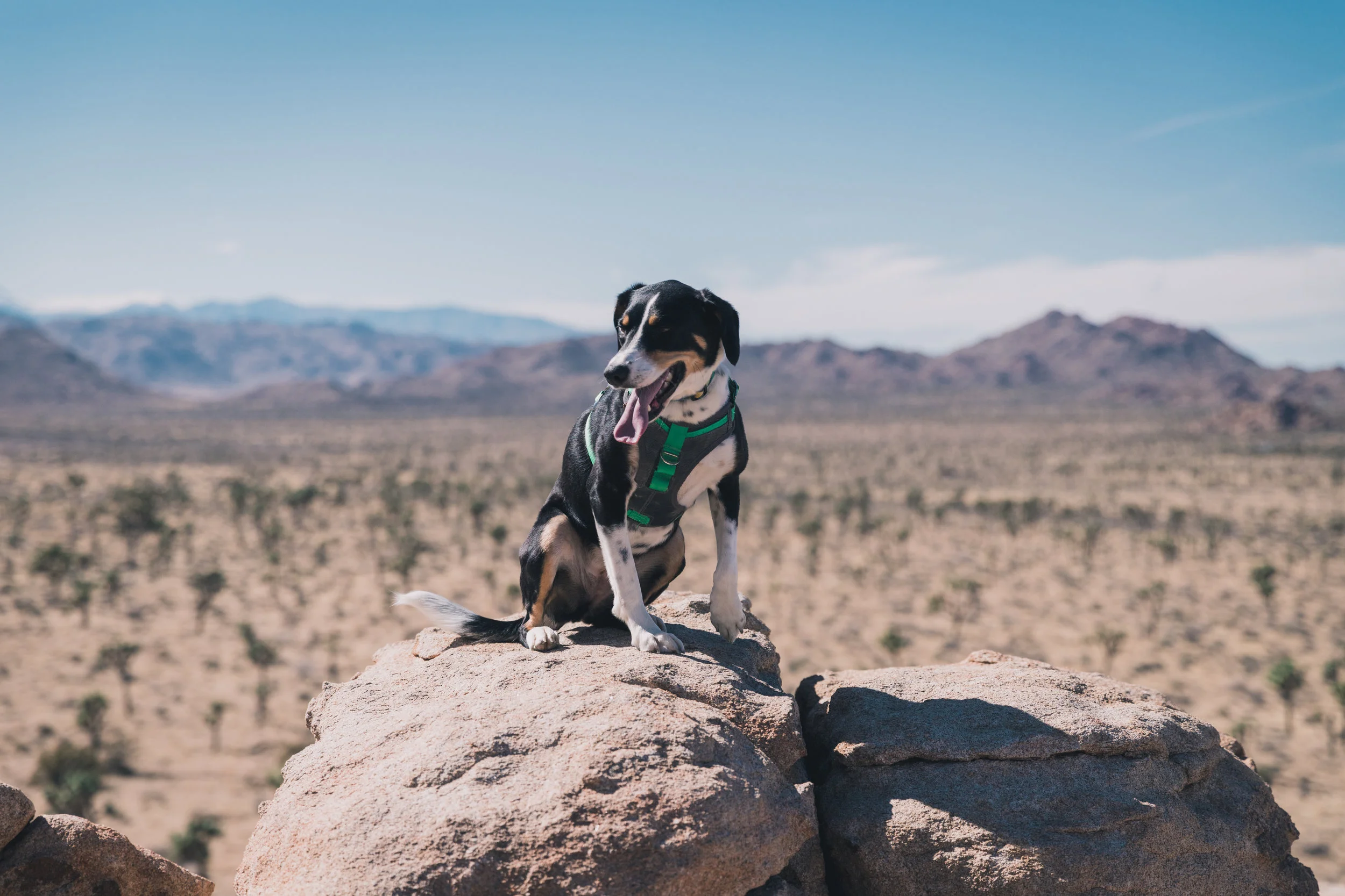 Joshua Tree Edits (43 of 156).jpg