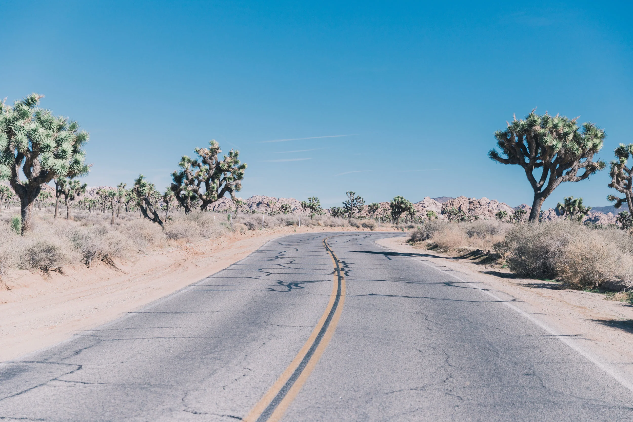 Joshua Tree Edits (56 of 156).jpg