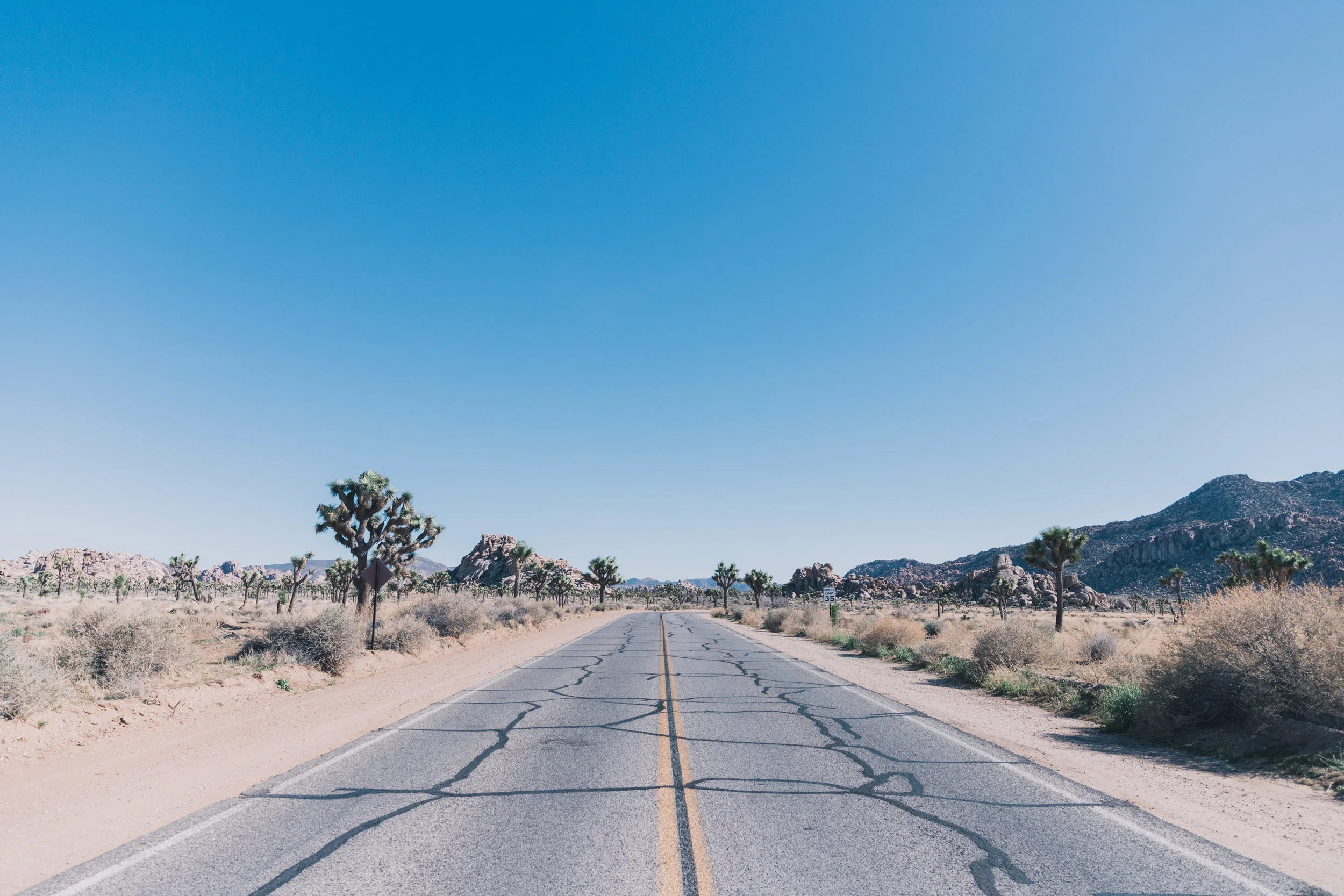 Joshua Tree Edits (58 of 156).jpg