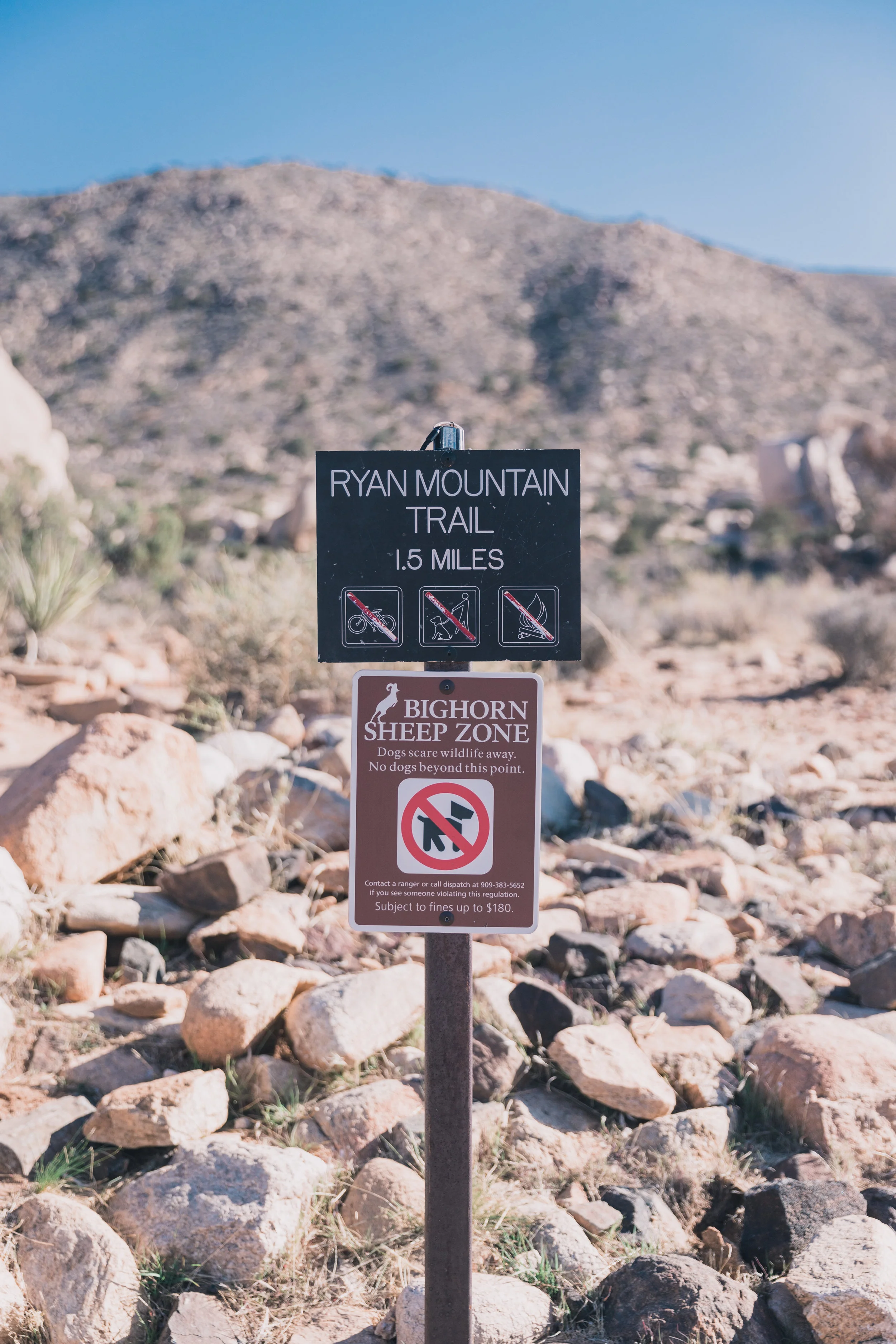 Joshua Tree Edits (68 of 156).jpg