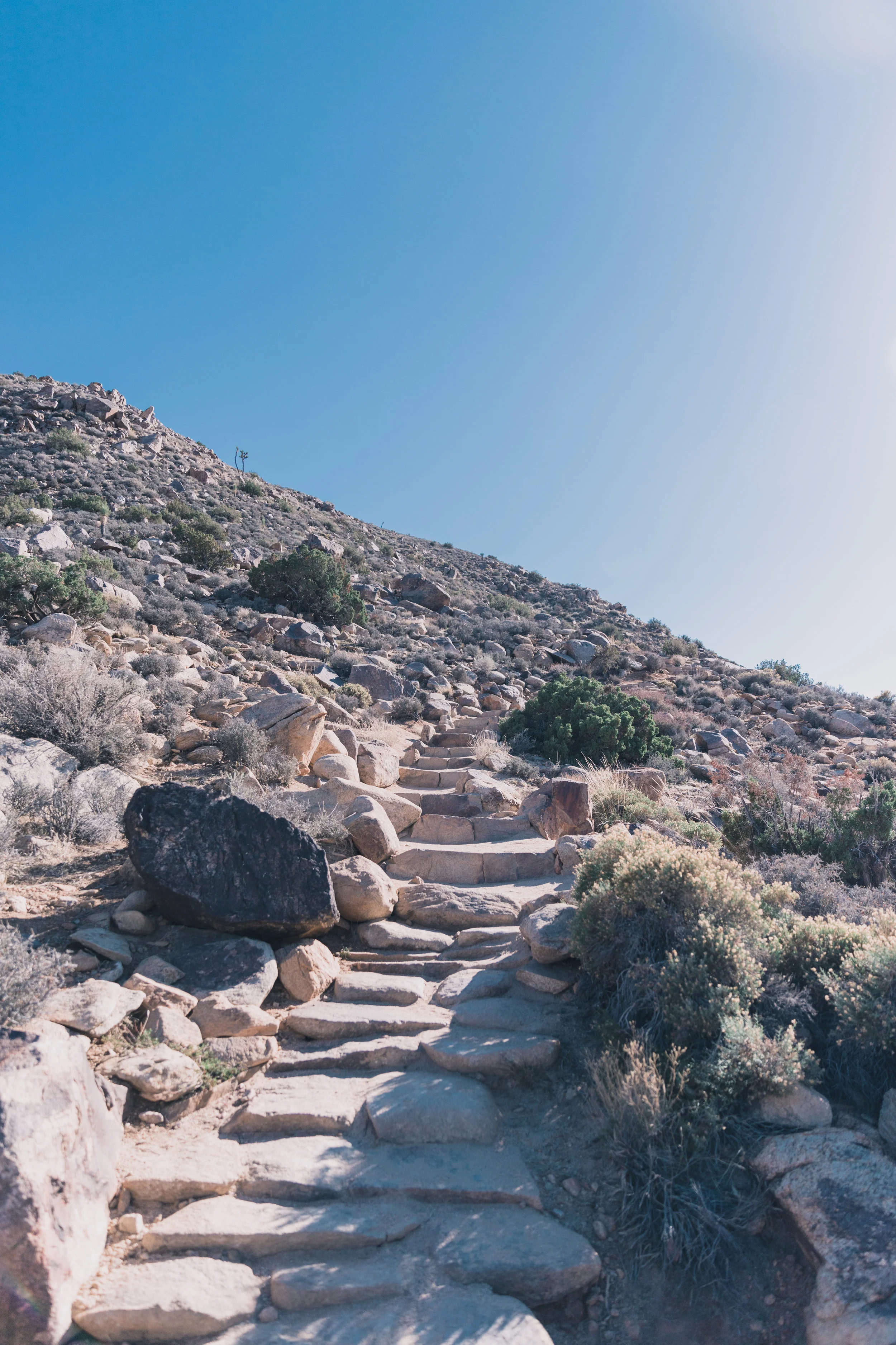 Joshua Tree Edits (70 of 156).jpg