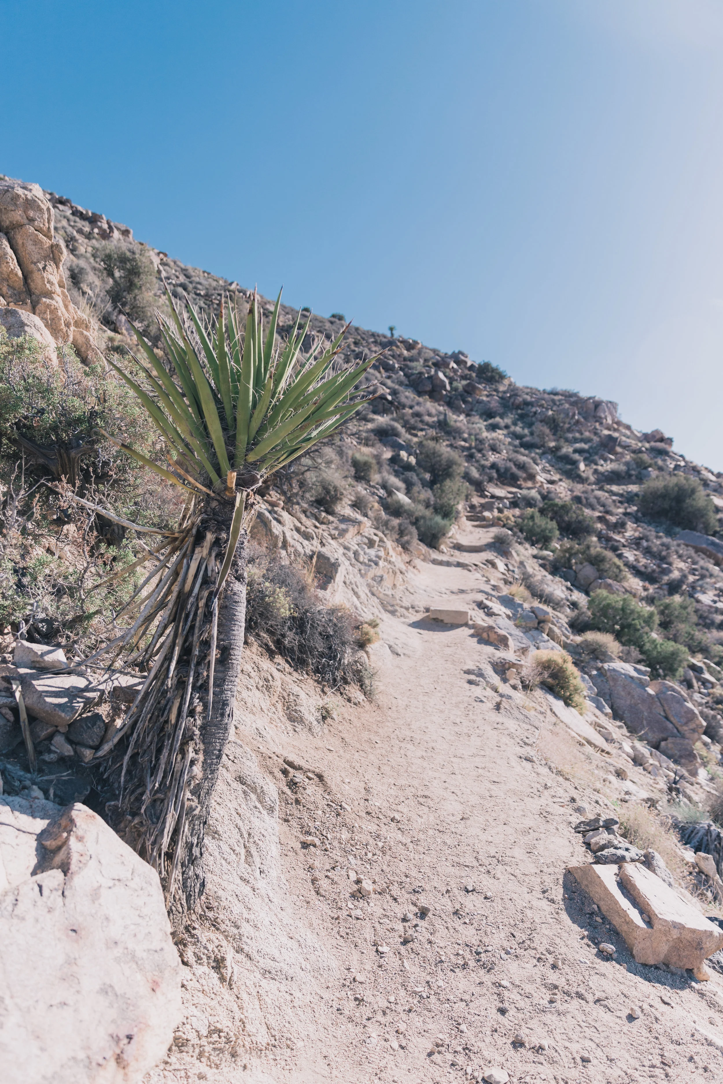 Joshua Tree Edits (75 of 156).jpg