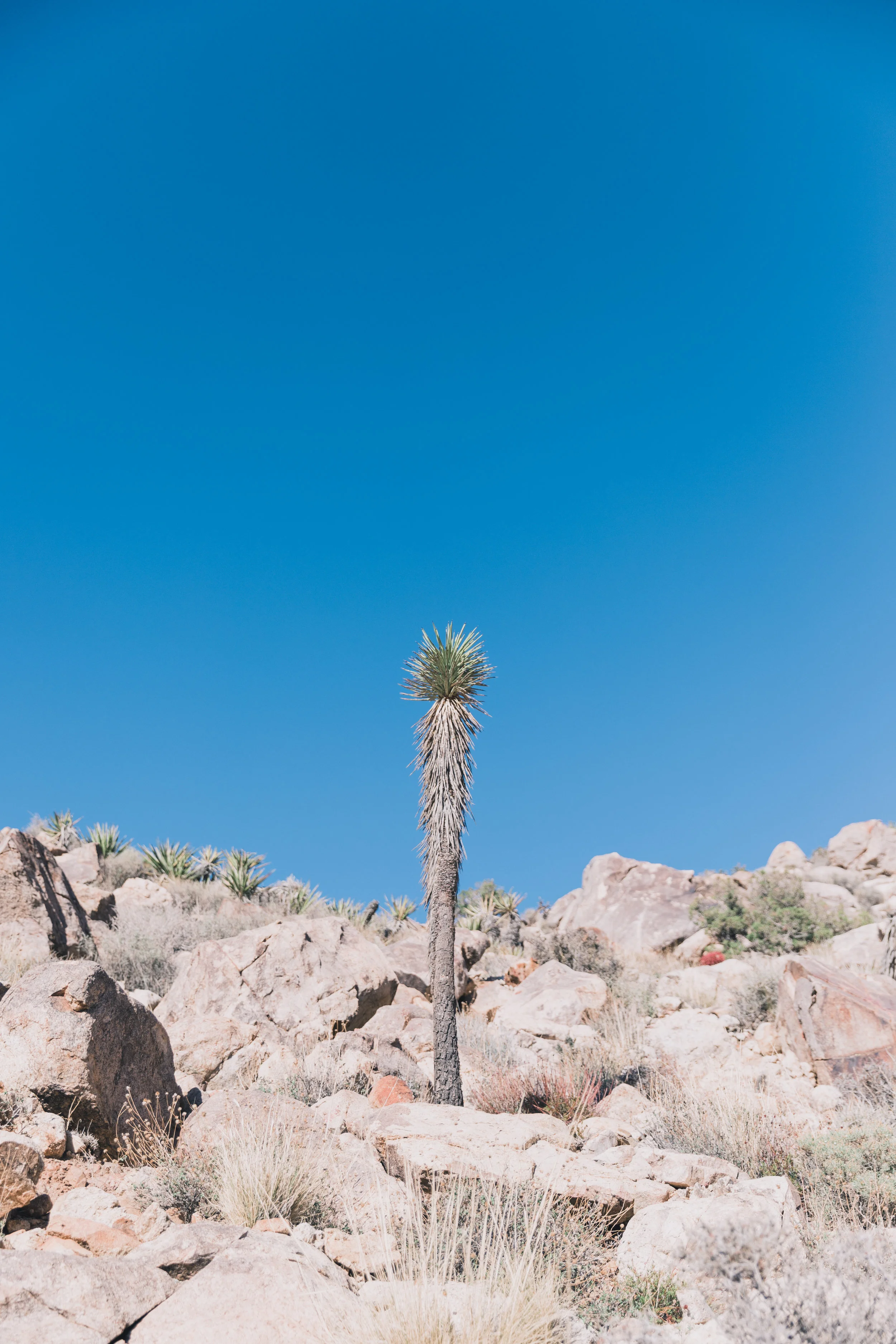Joshua Tree Edits (78 of 156).jpg