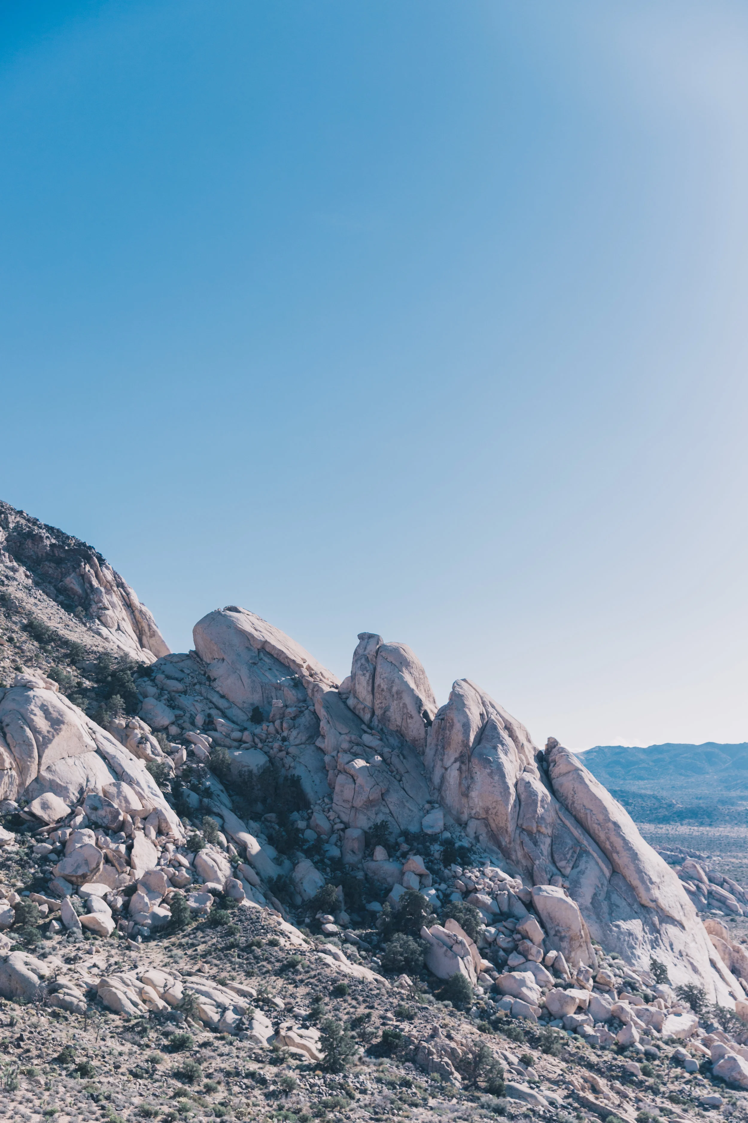 Joshua Tree Edits (77 of 156).jpg