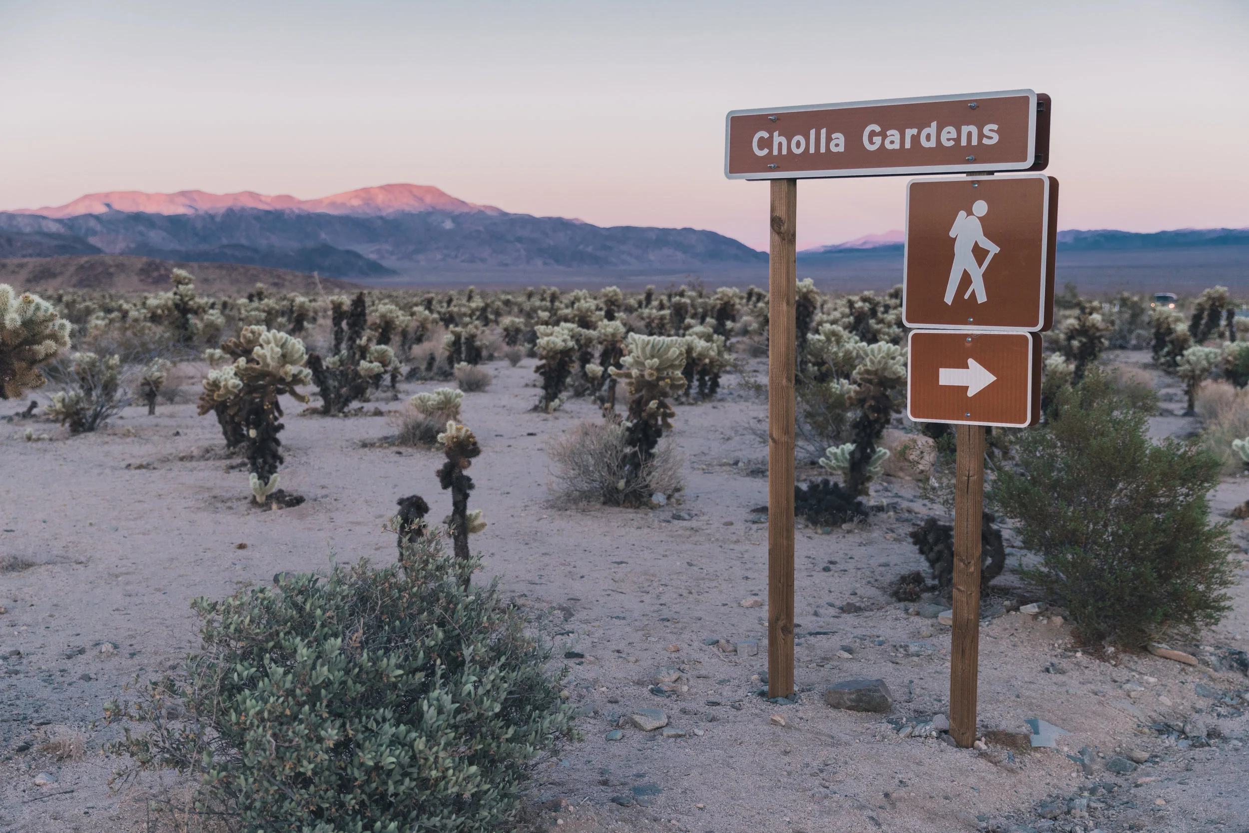 Joshua Tree Edits (136 of 156).jpg