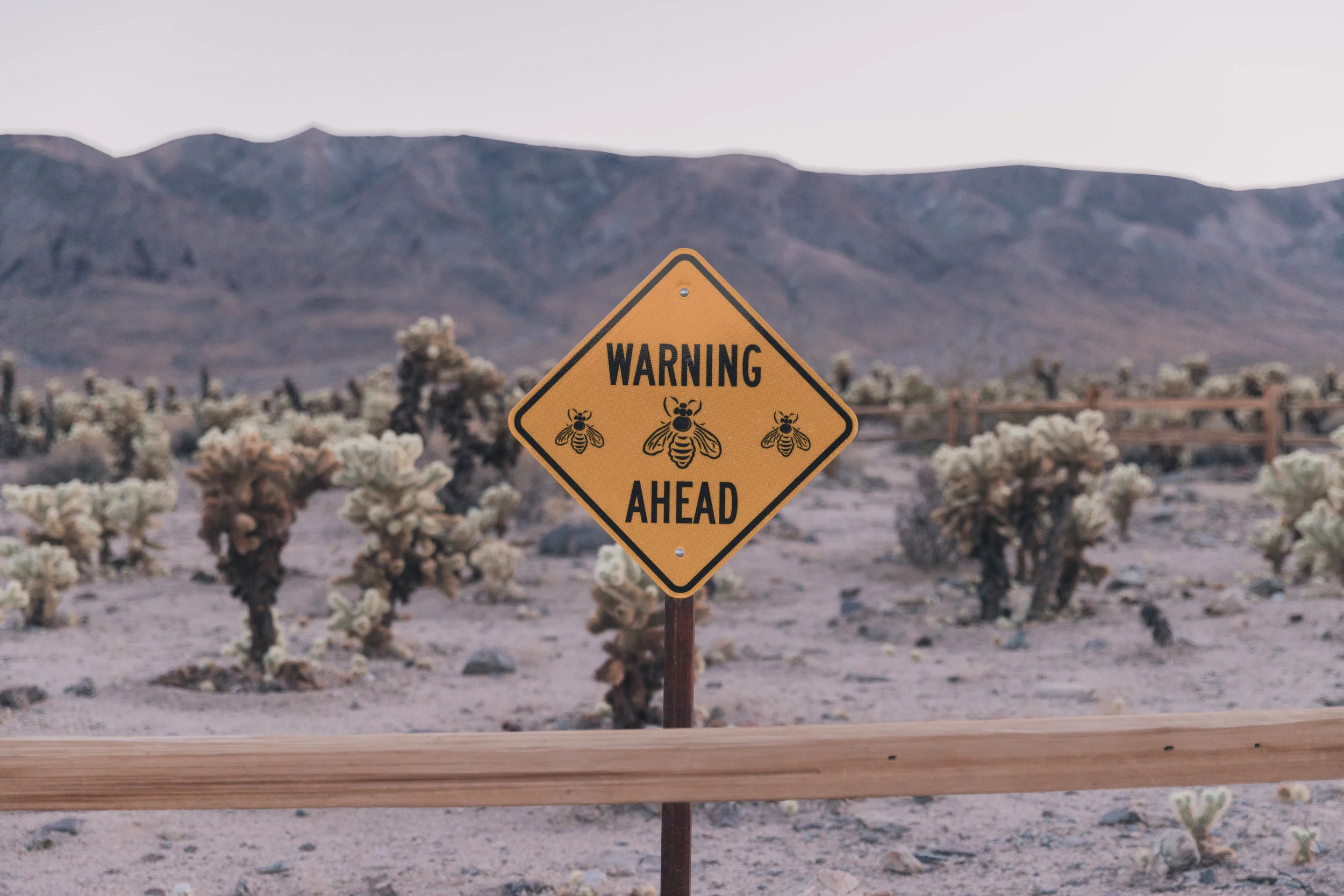 Joshua Tree Edits (133 of 156).jpg