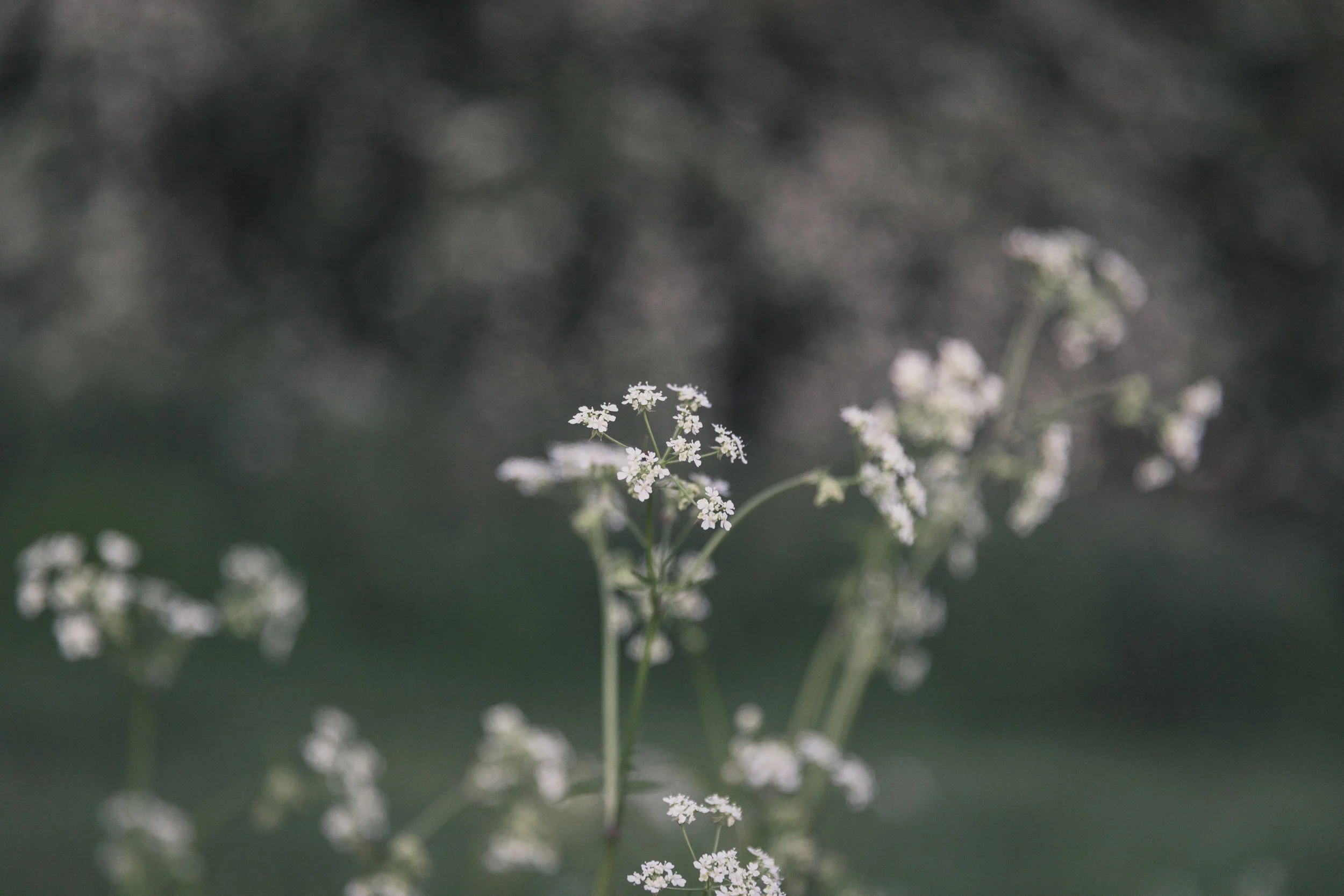 Scenes2018-143.jpg