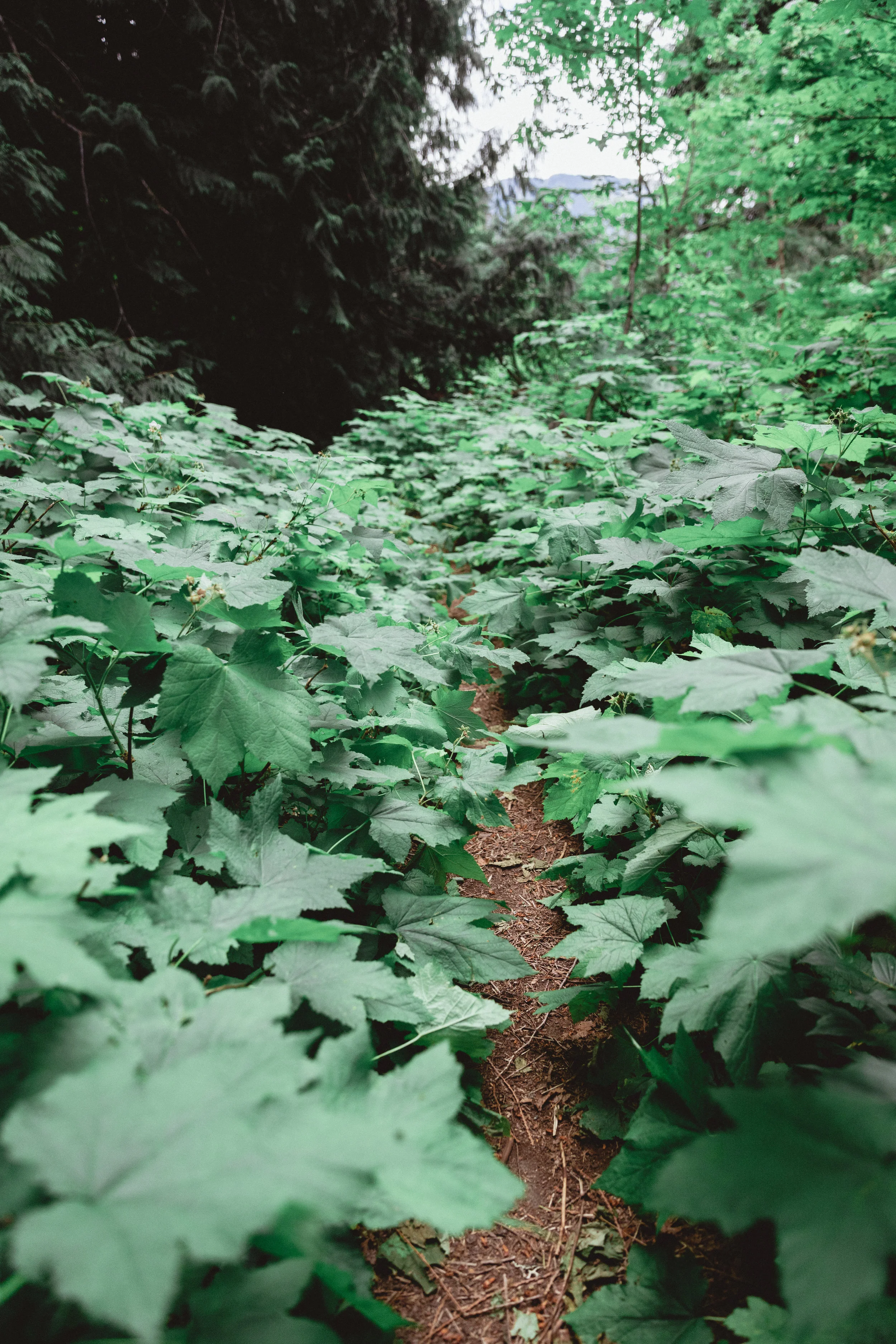 North Cascades Edits-113.jpg