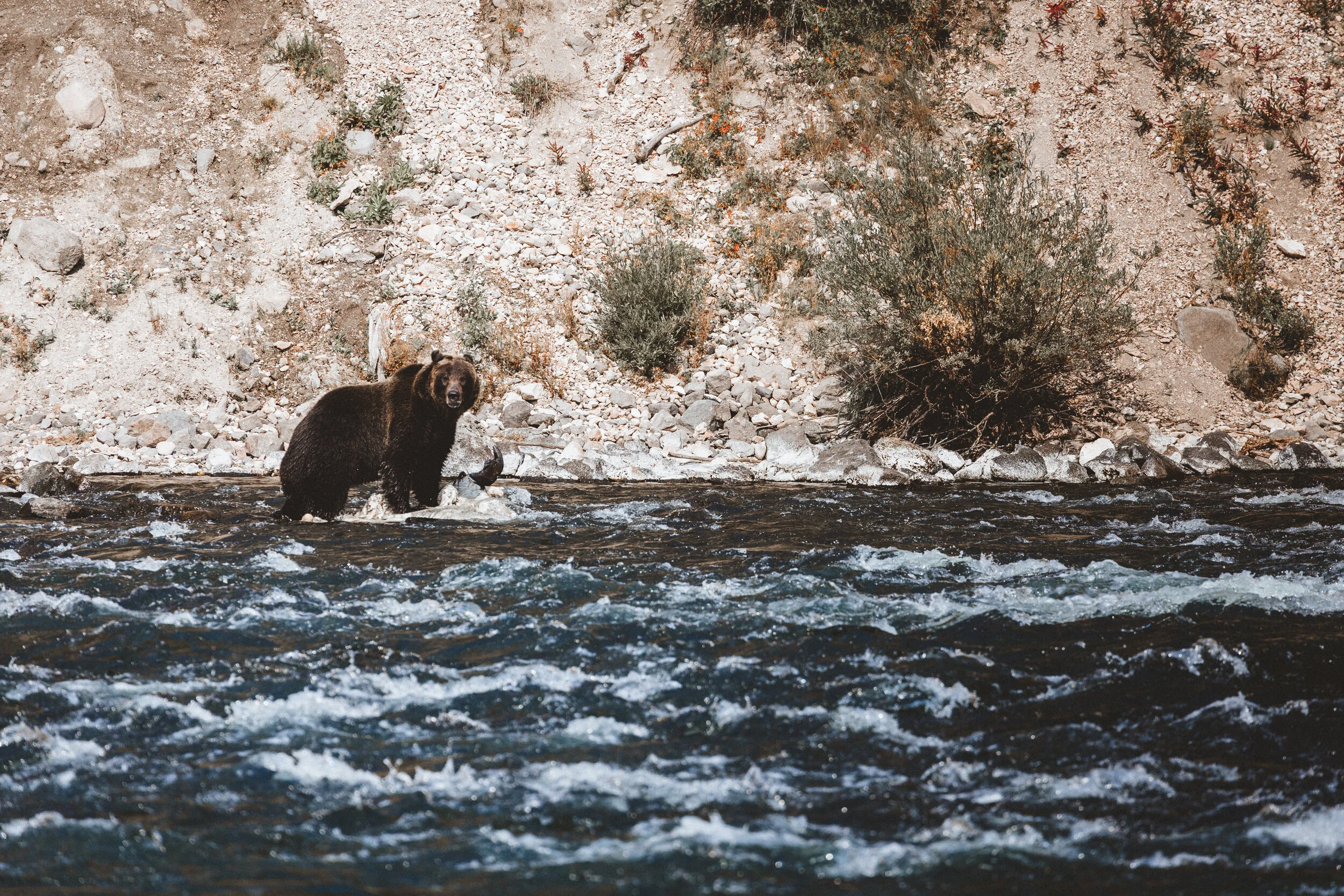 GRIZZLY RAPIDS