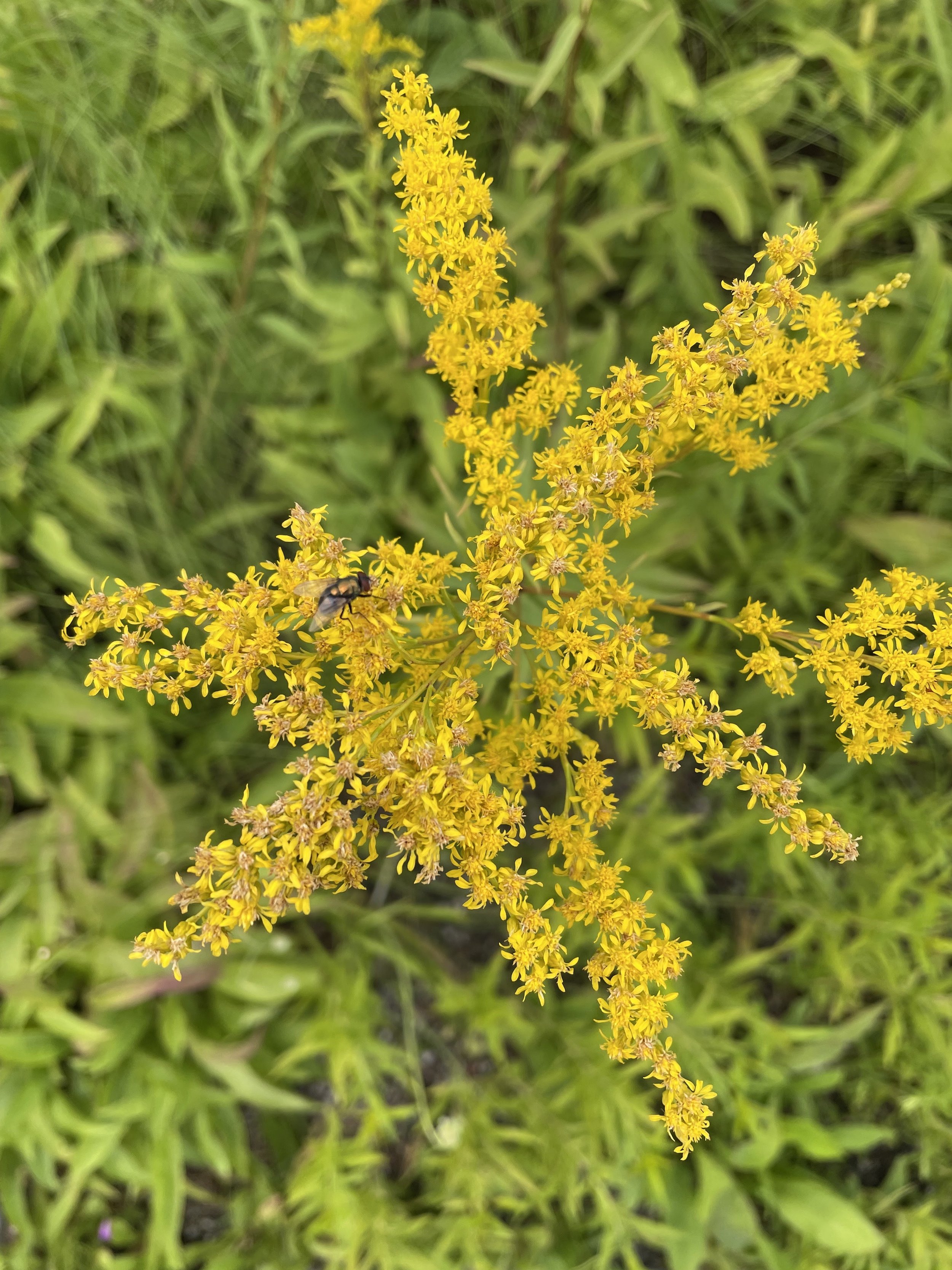 Early Goldenrod, Solidago juncea