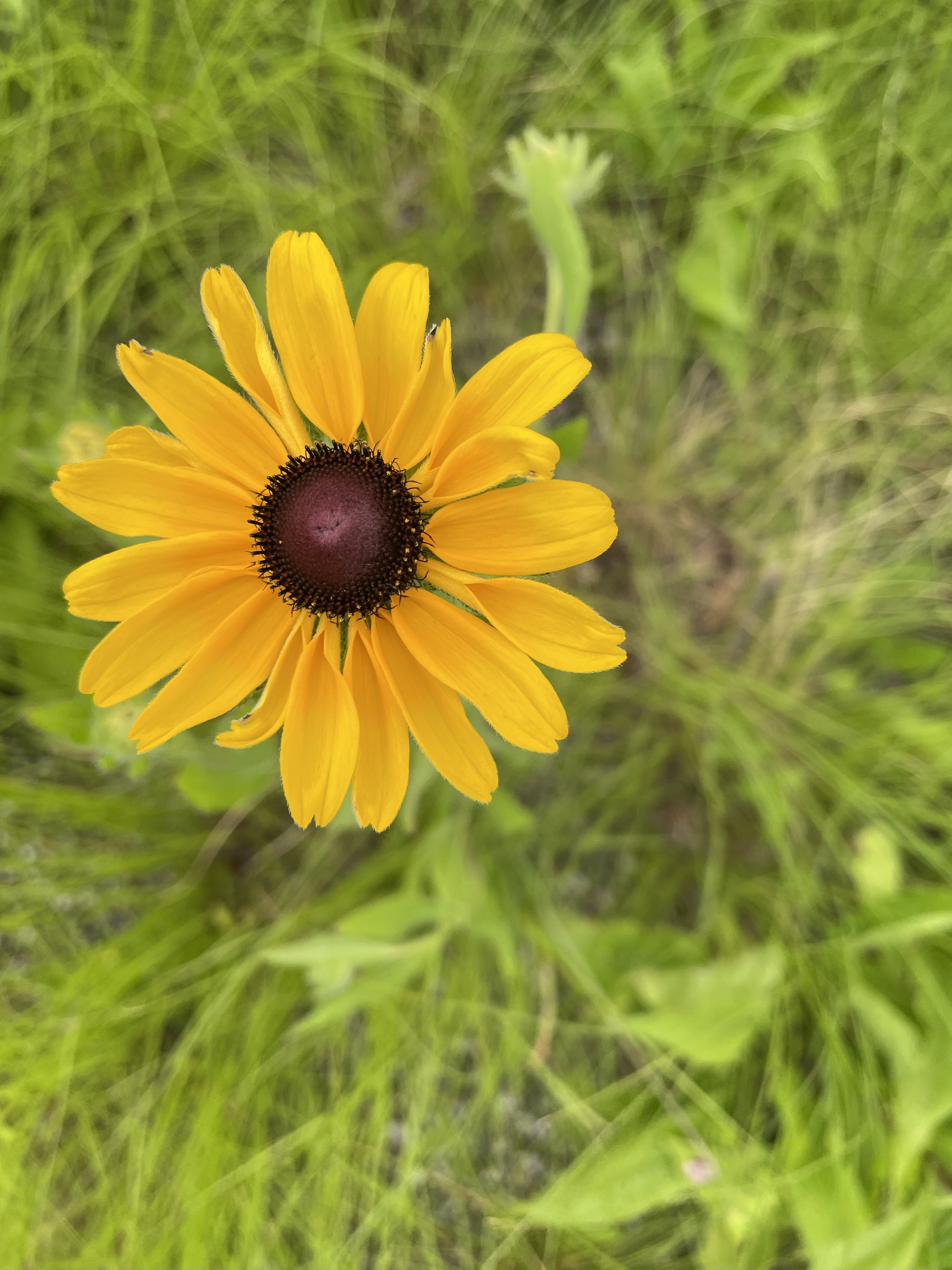 Blackeyed Susan, Rudbeckia hirta