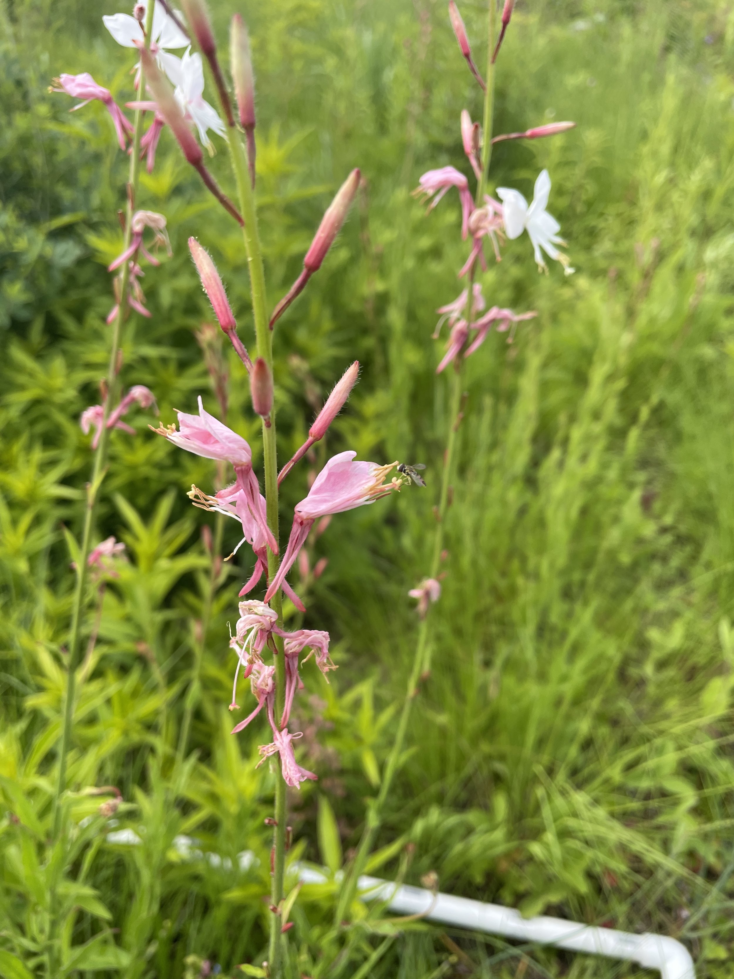 Long Flower Beeblossom, Oenothera filiformis