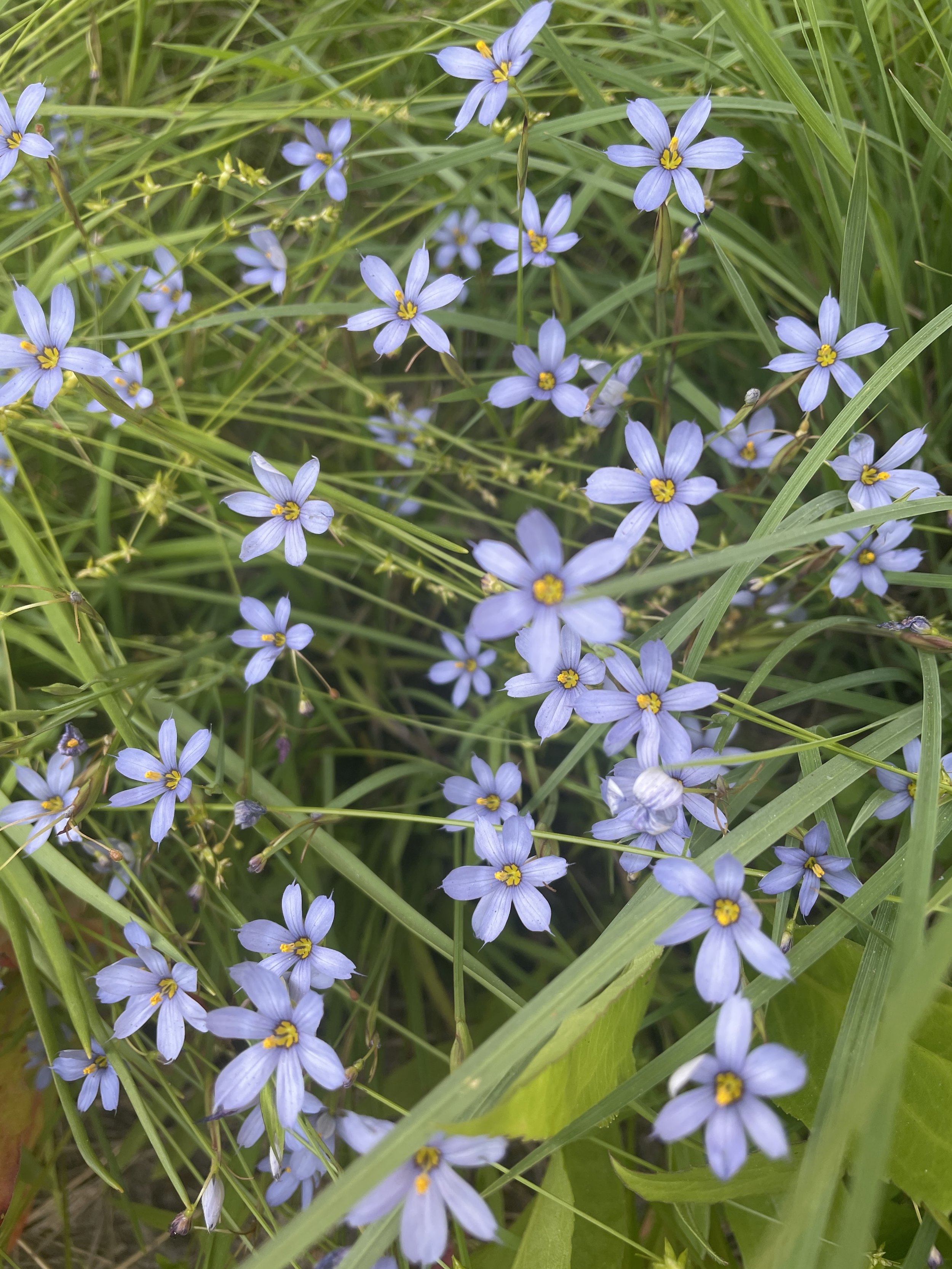 Blue-Eyed Grass, Sisyrinchium angustifolium