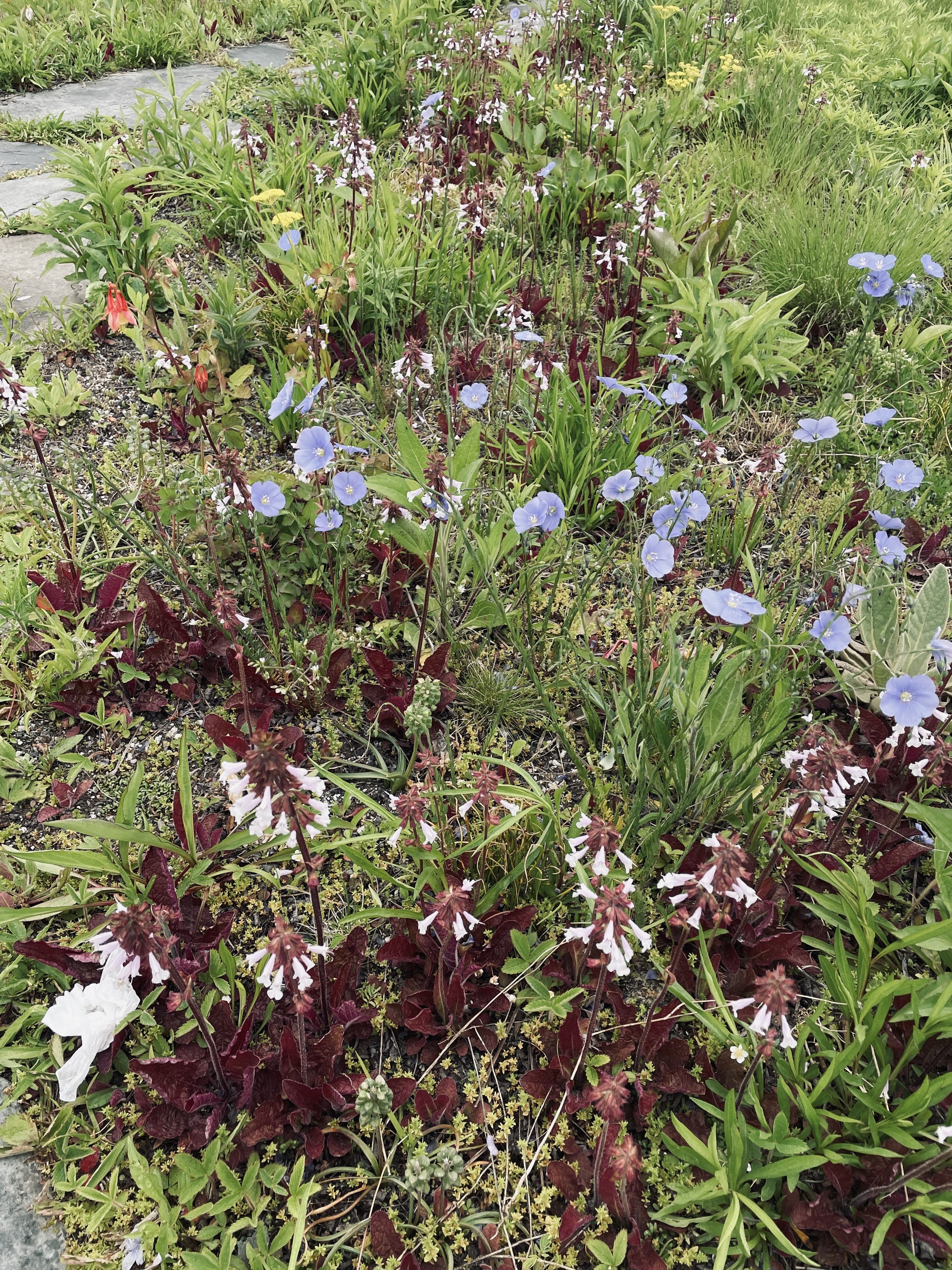 Beardtongue, Penstemon digitalis and Flax Seed, Linum perenne