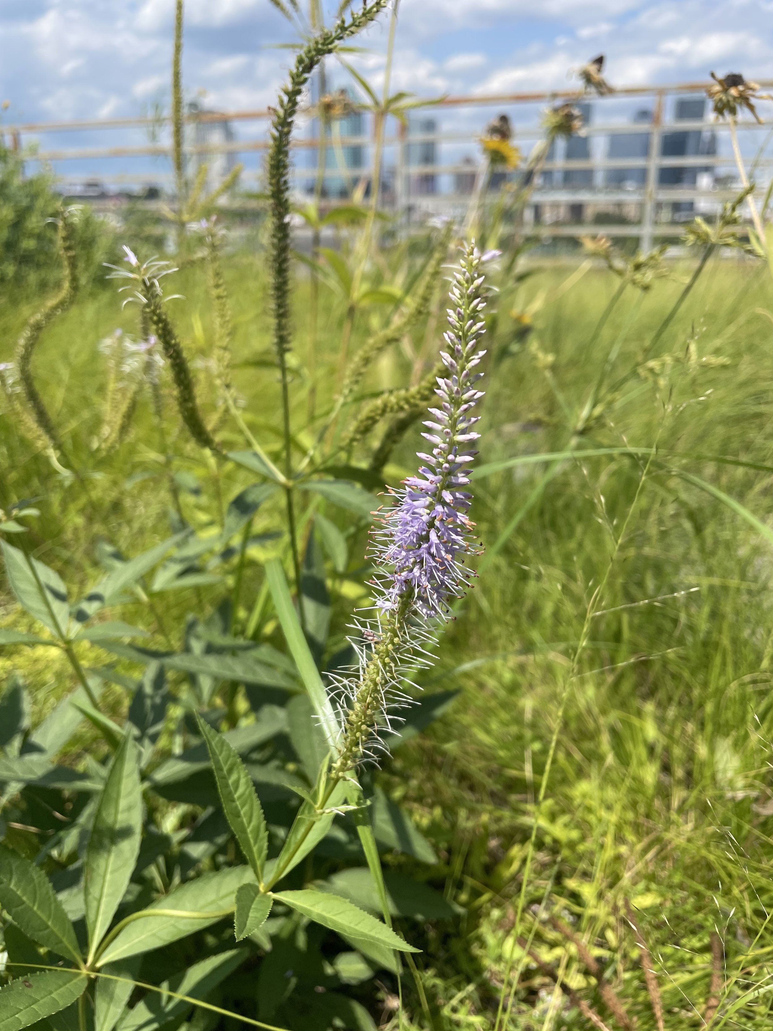 Culver's Root, Veronicastrum Virginicum