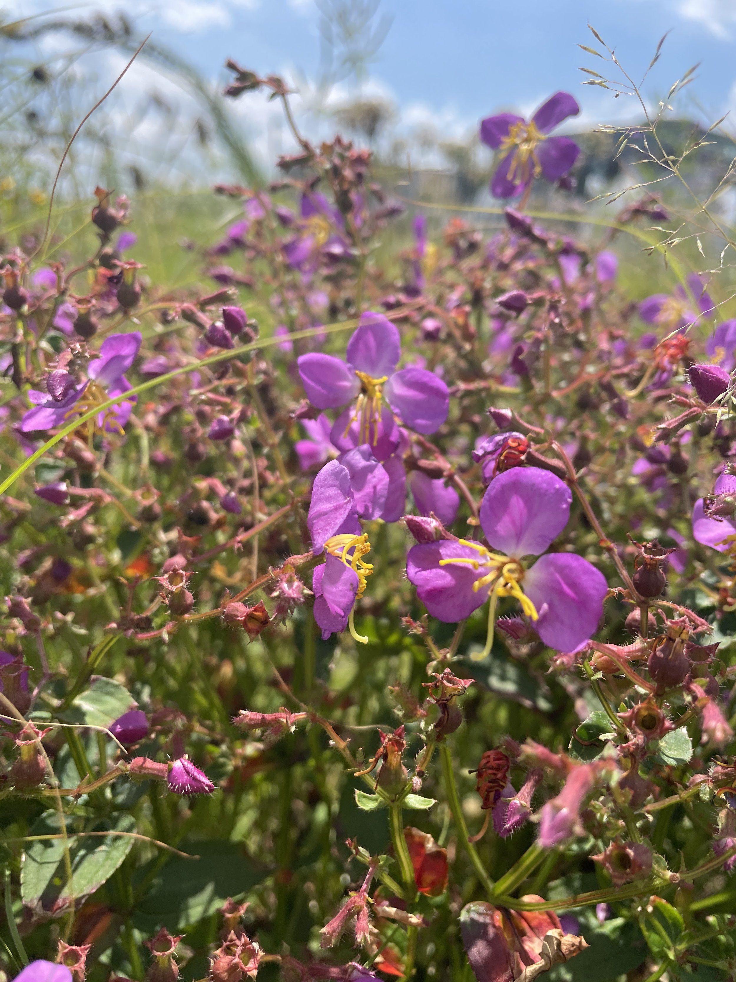 Meadowbeauties, Rhexia mariana