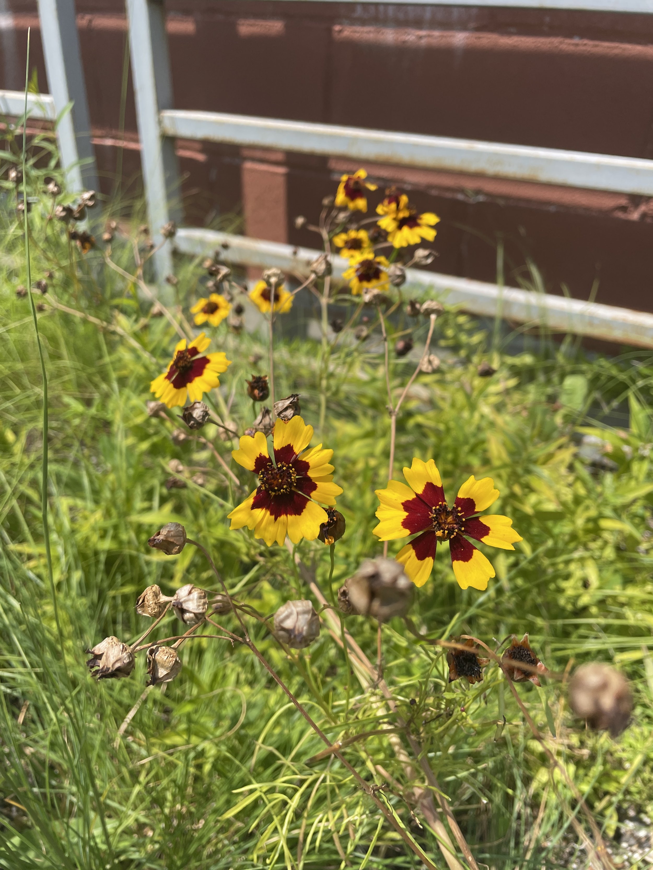 Tickseed, Coreopsis Tinctoria