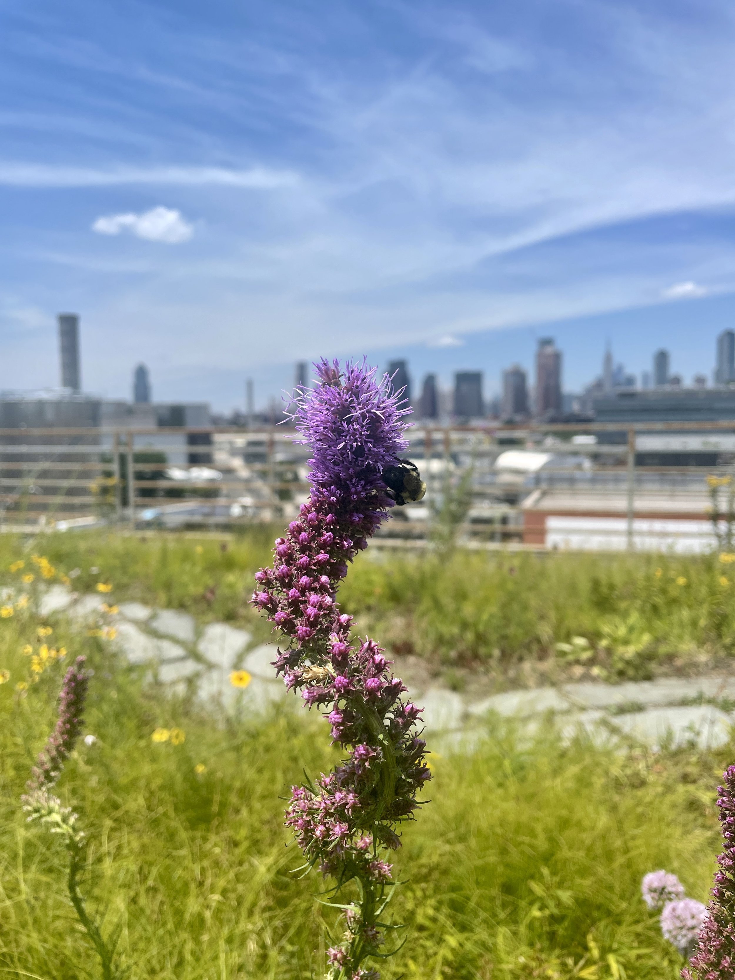 Blazing Star, Liatris spicata