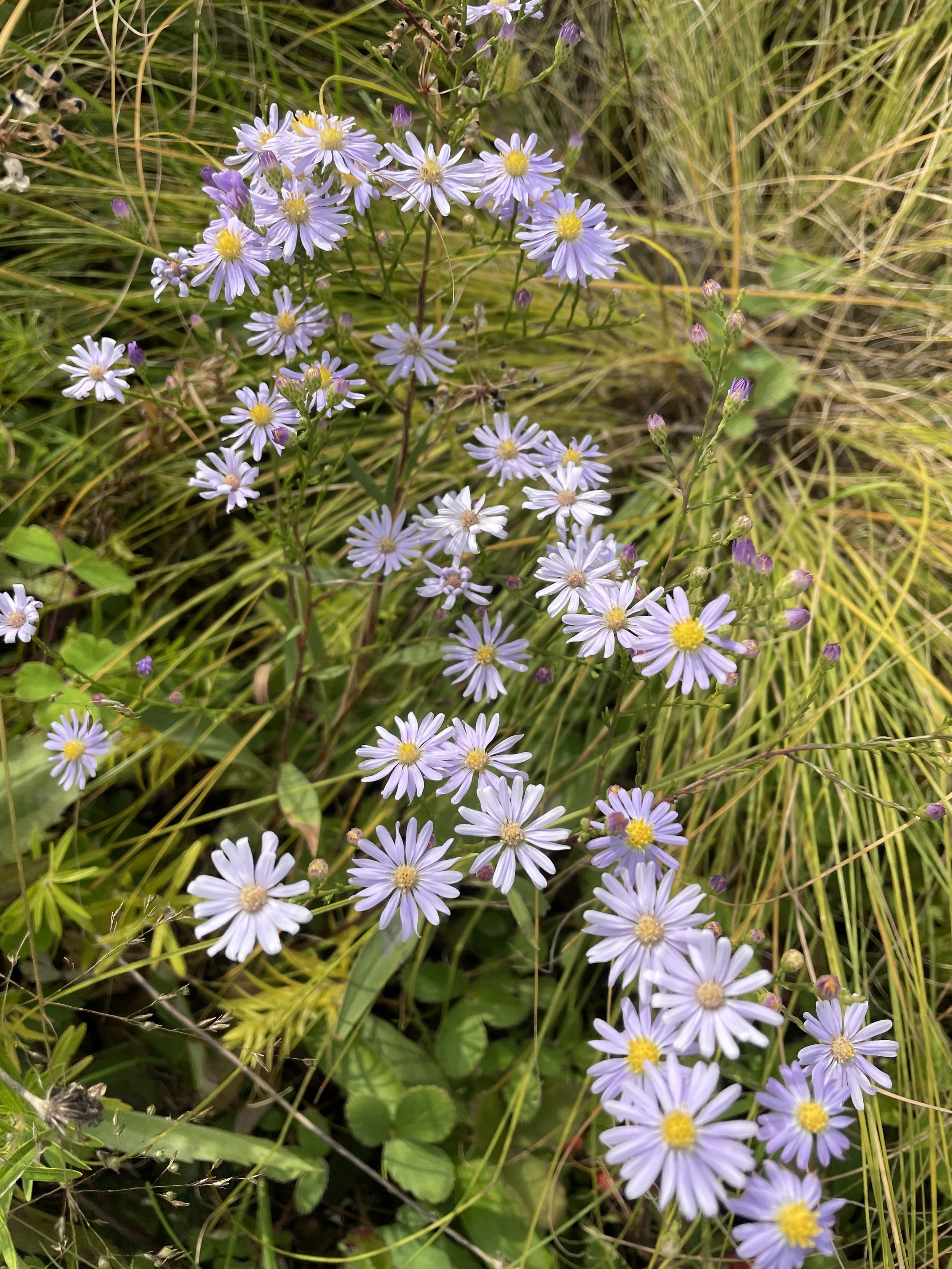 Smooth Blue Aster, Symphyotrichum laeve