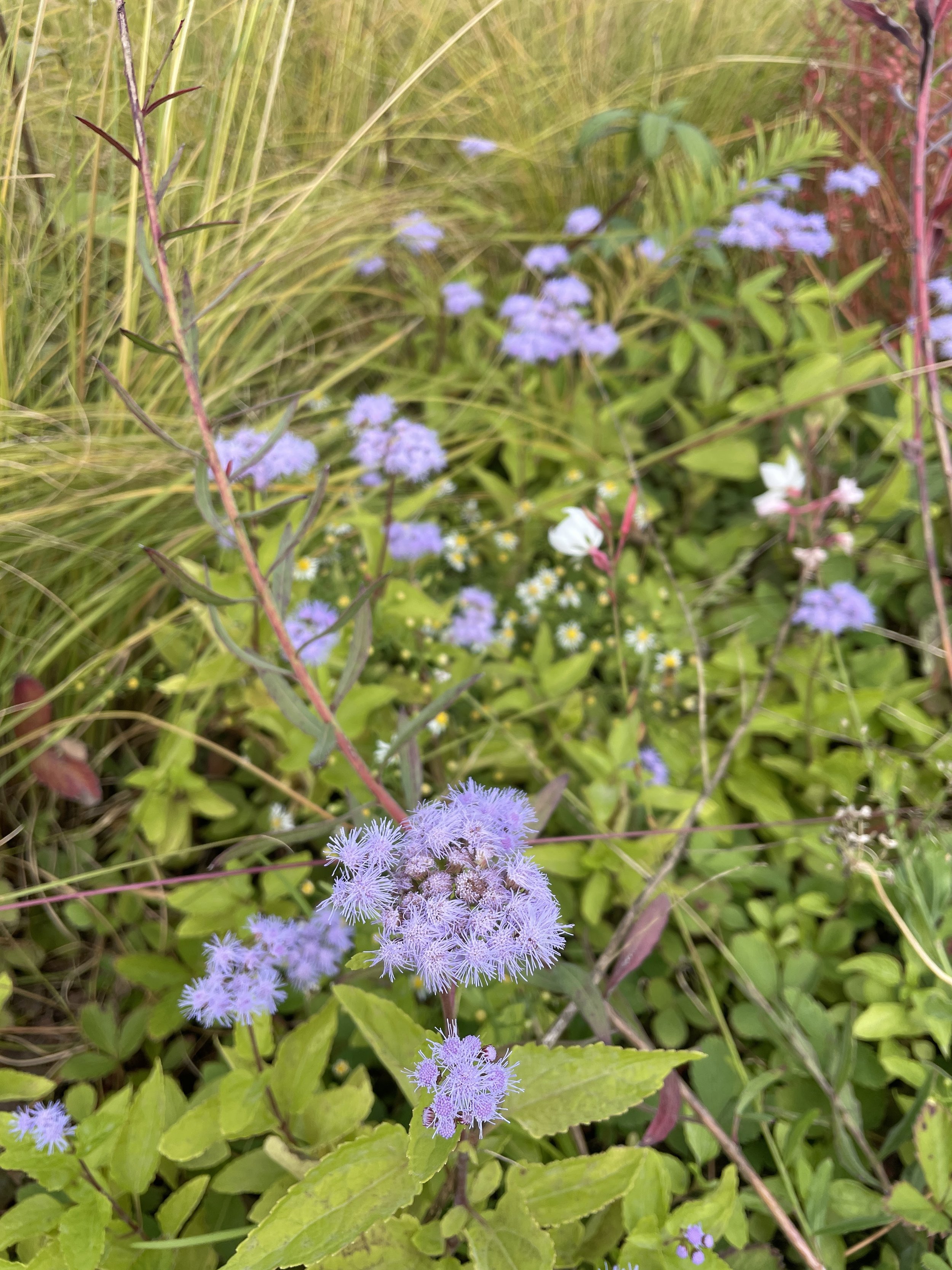 Floss Flower, Ageratum houstonianum