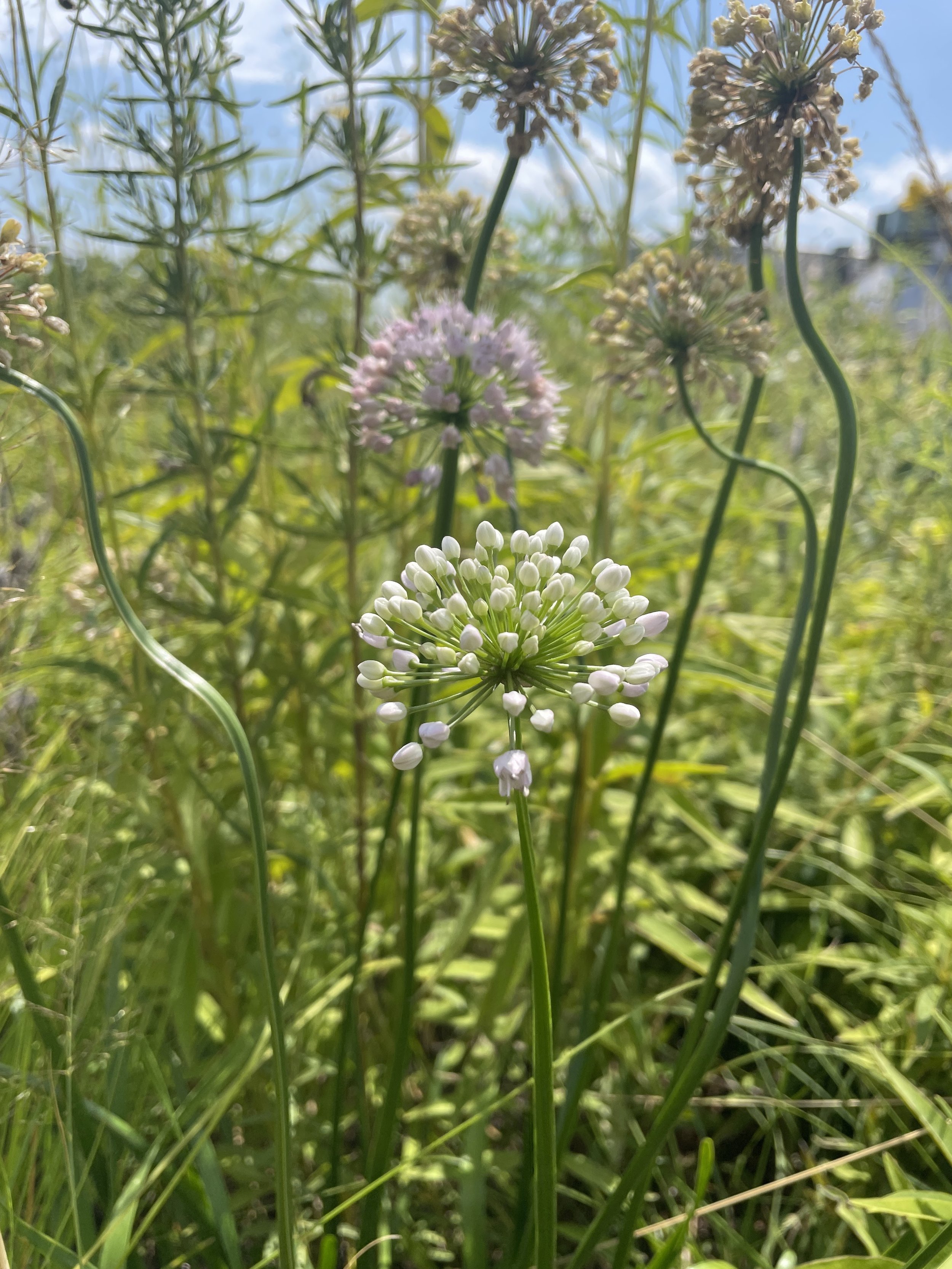 Early Autumn Onion, Allium stellatum