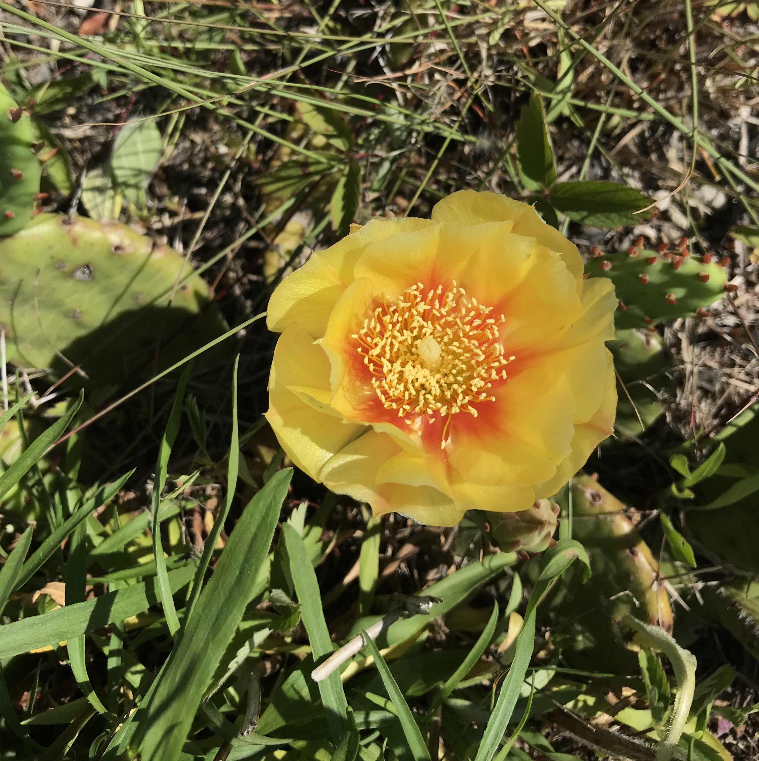 Eastern Prickly Pear, Opuntia humifusa 