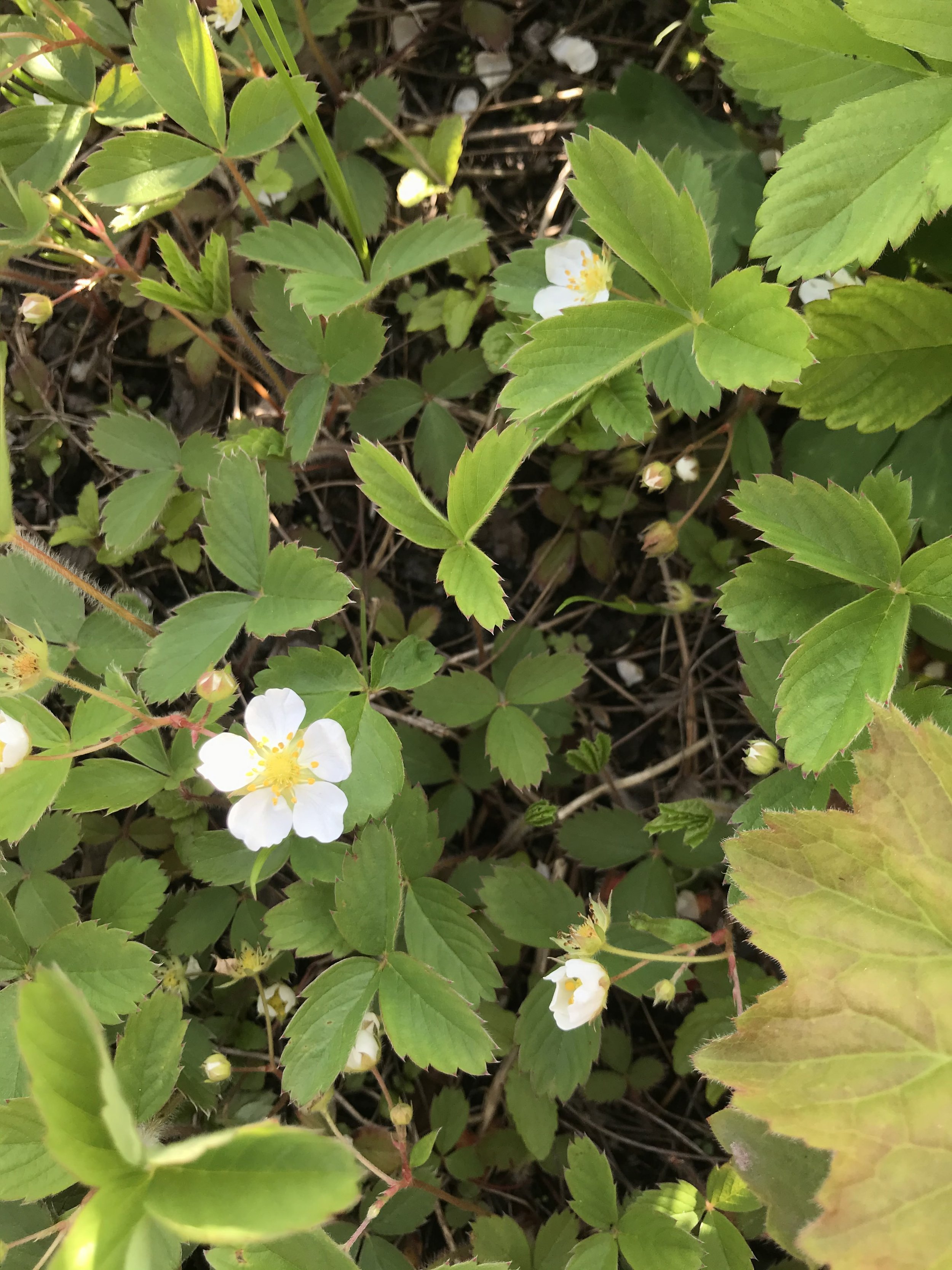 Wild Strawberry, Fragaria virginiana